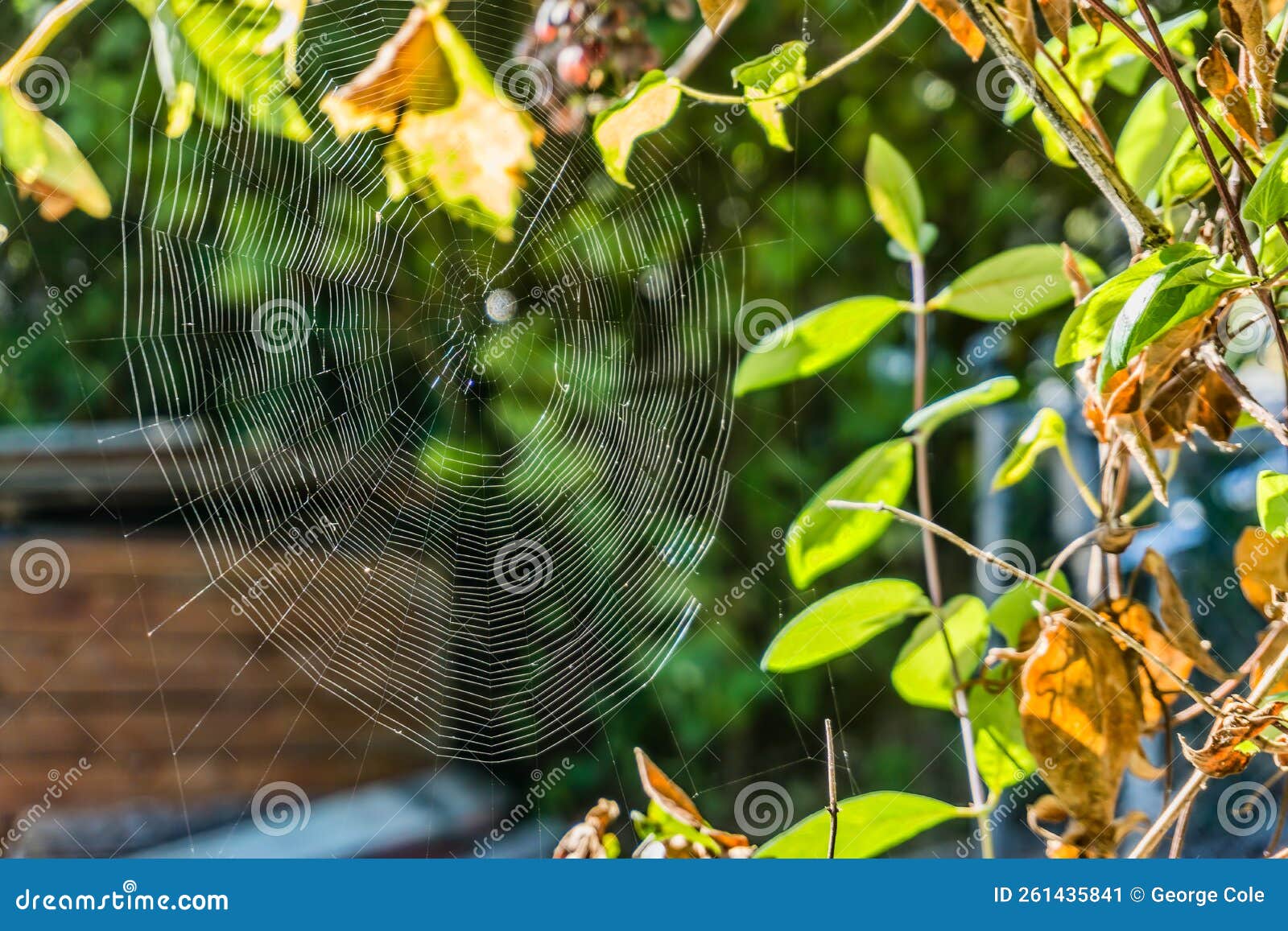 Spider  on Bushes 2 stock image. Image of nature 261435841