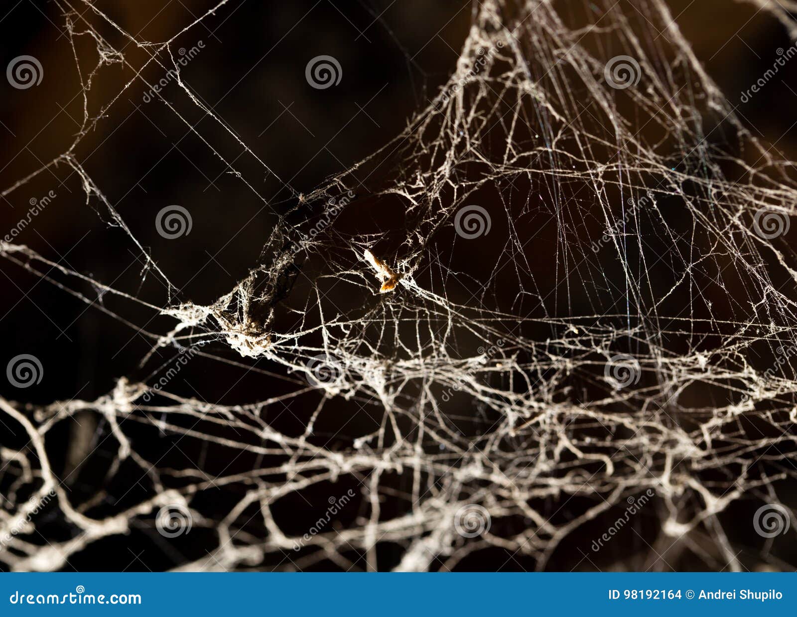 Spider Web On The Ceiling As A Background Stock Photo