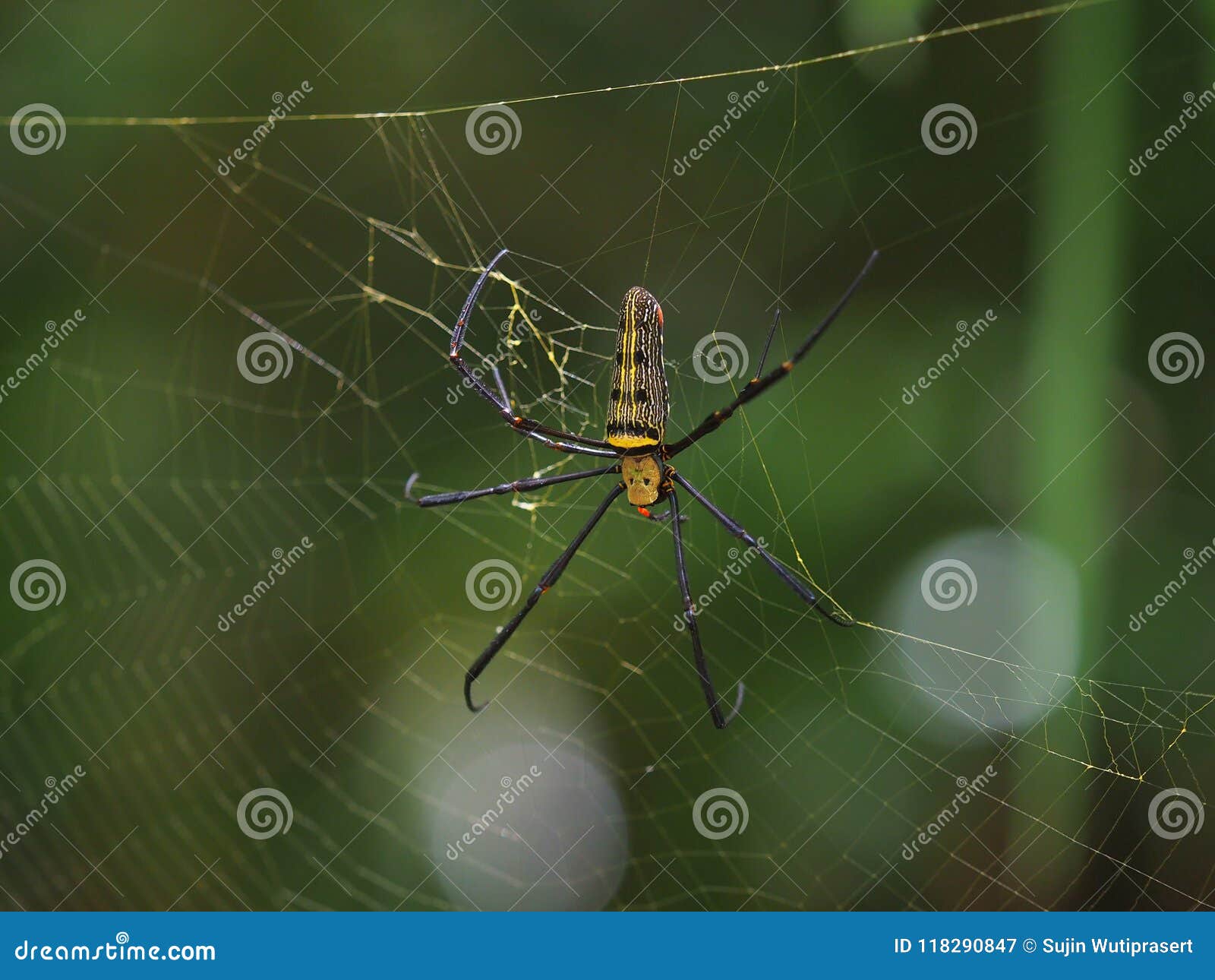 a spider ,colourful orb-weaving, nephila pilipesn on web in baan grang, kangkrachan forest, petchburi