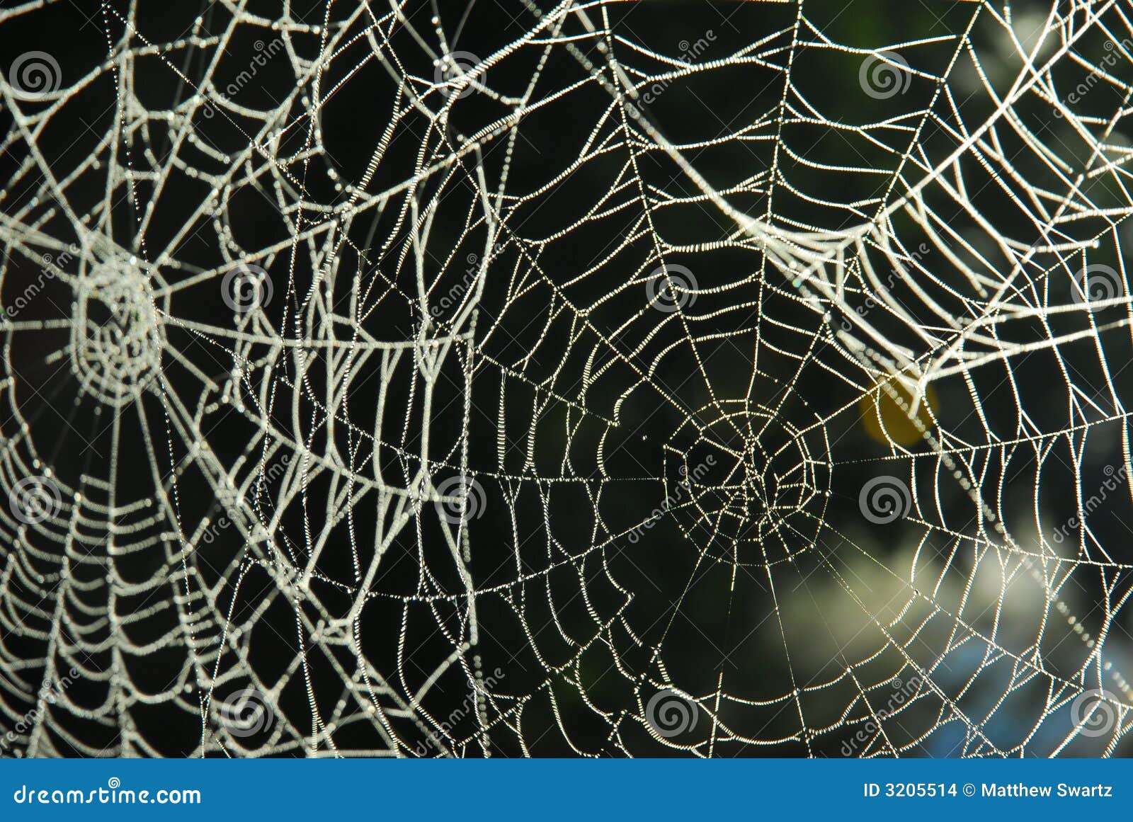 spider web with dew