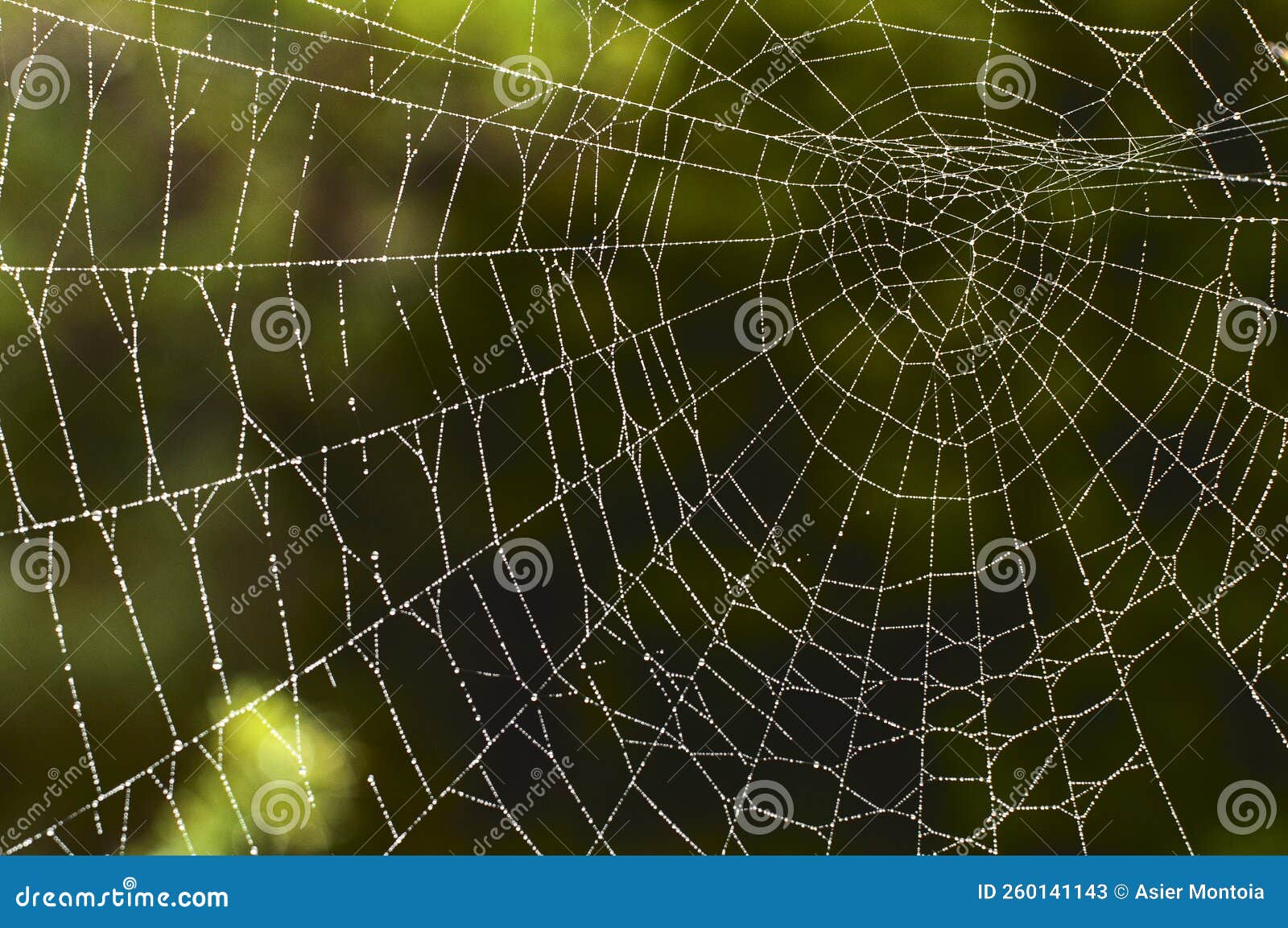 spider web on green background in the forest.