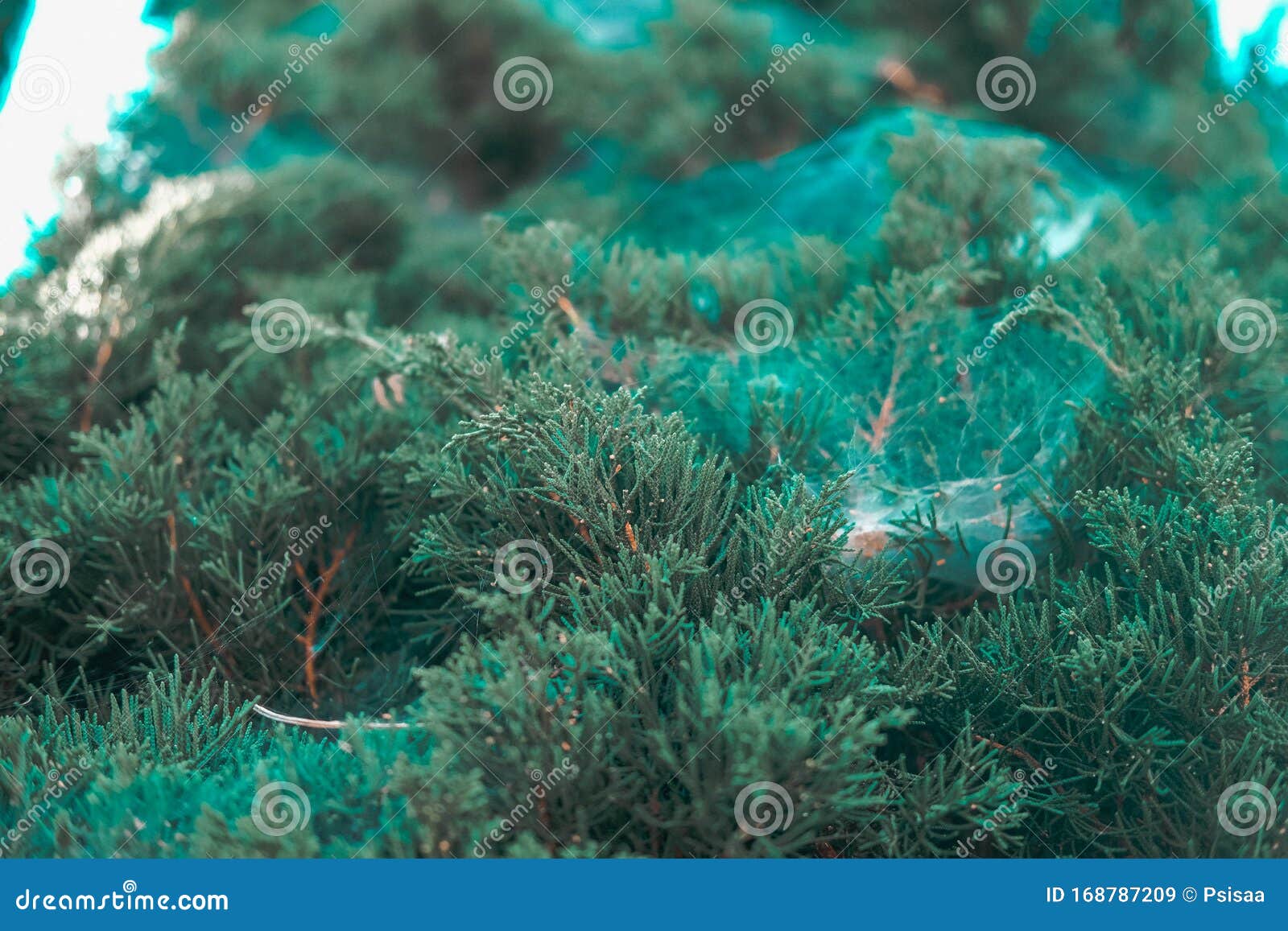 Spider Web on Green Leaves of Pine Tree Stock Image - Image of scenery ...