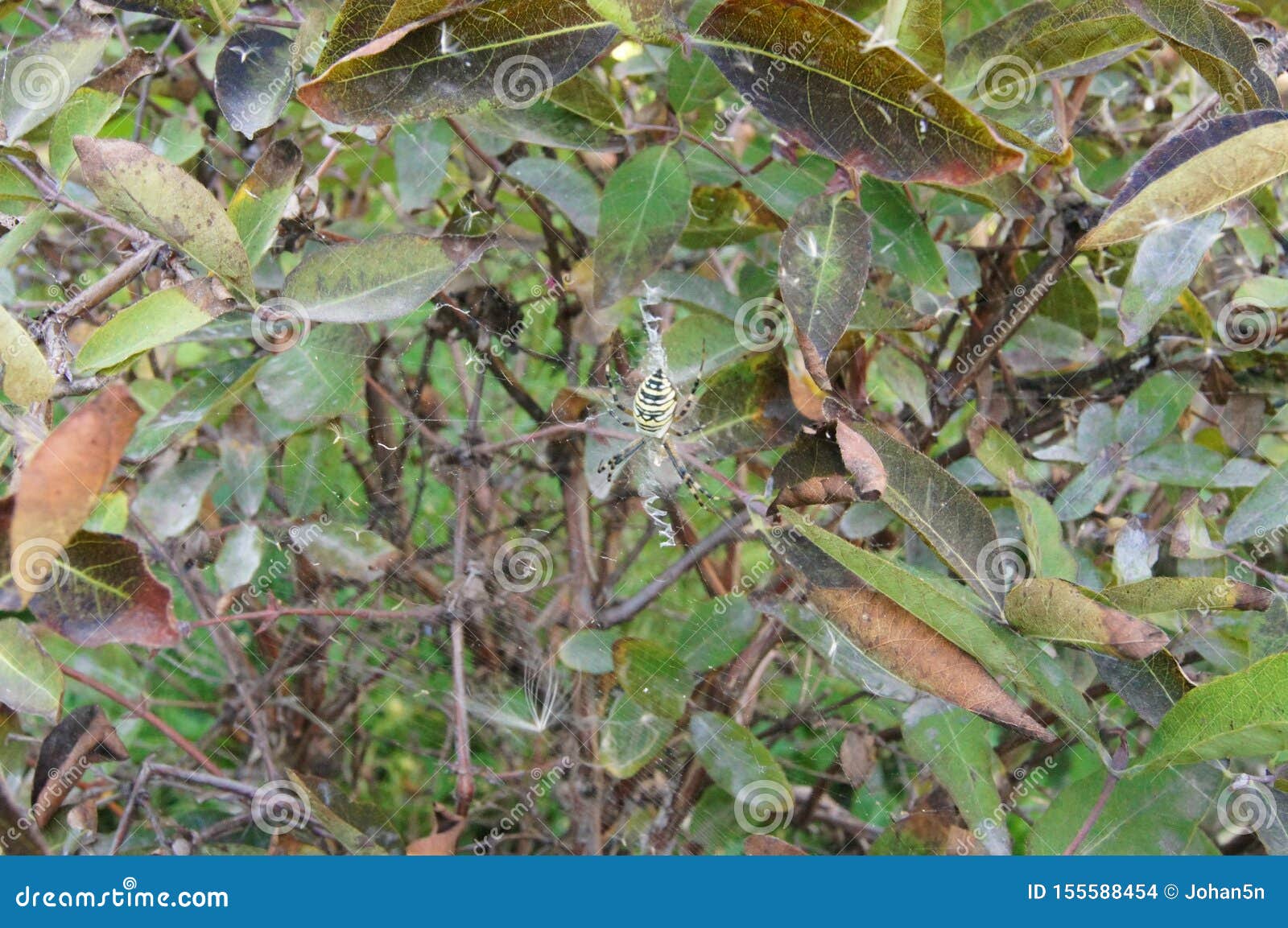 spider web on a honeysuckle bush