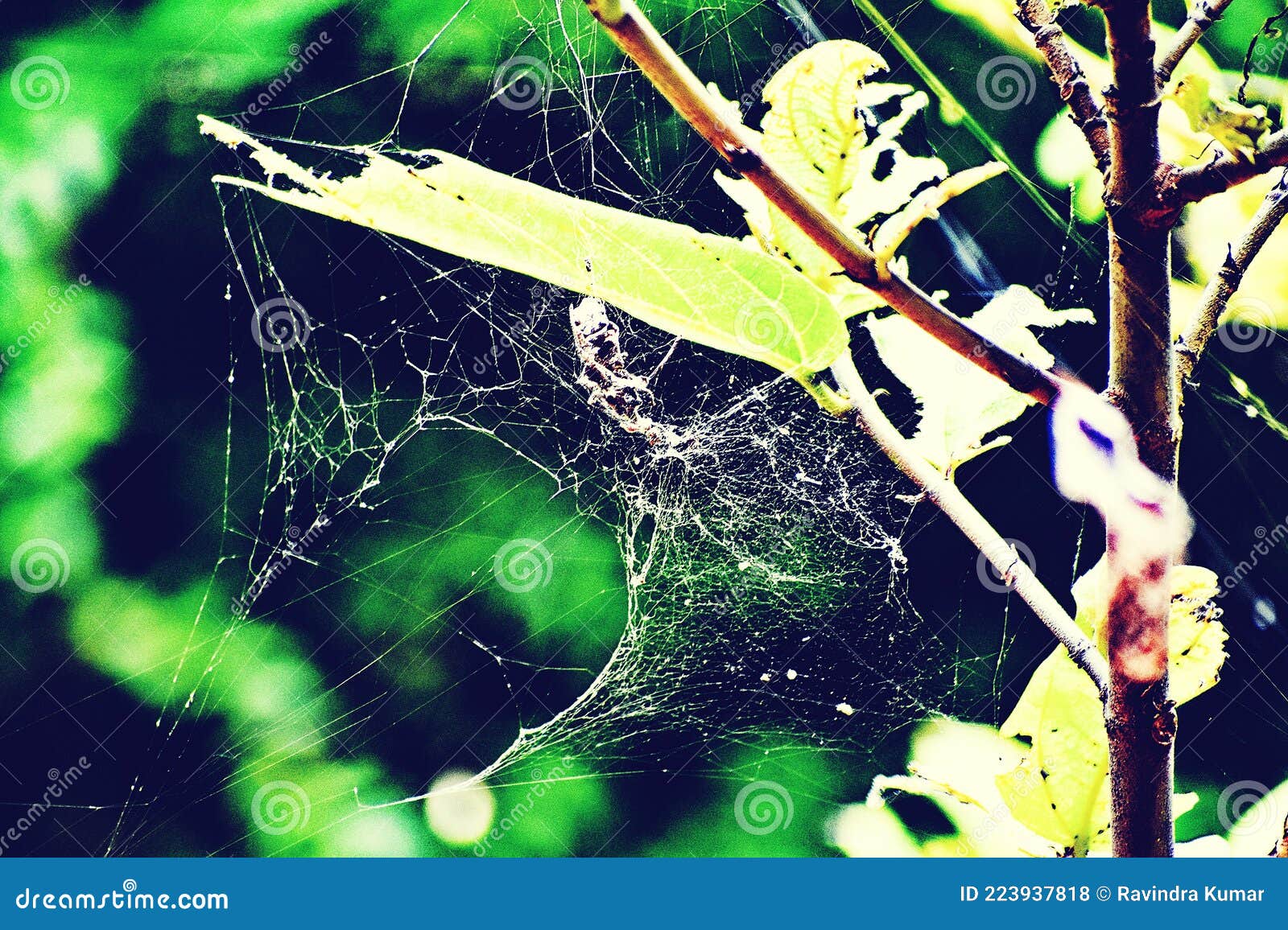 A Spider  IsÂ a Sticky Net that Spiders Make from Silk To Trap Their