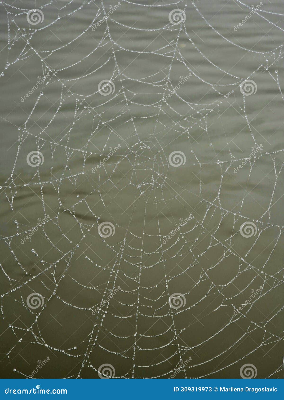 spider web with rain drops withouth spider in front of green river