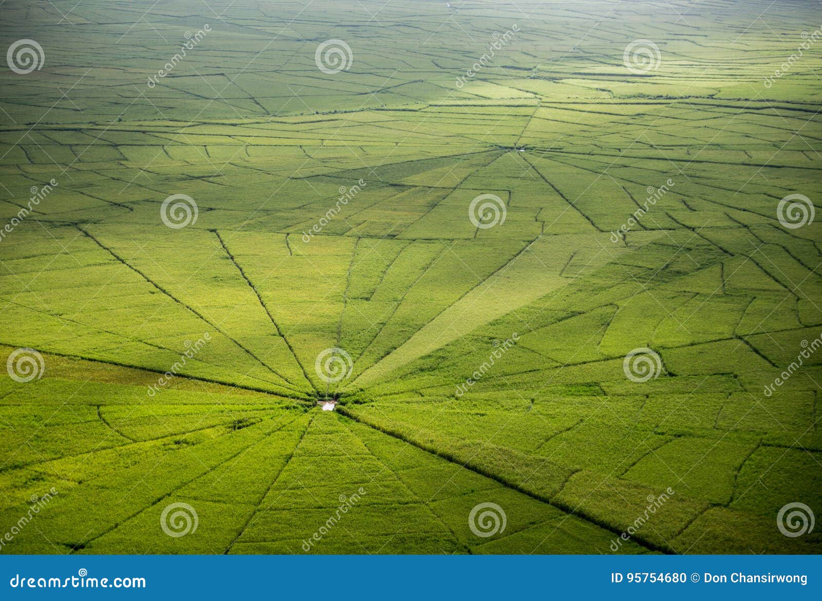 spider web rice field in ruteng.