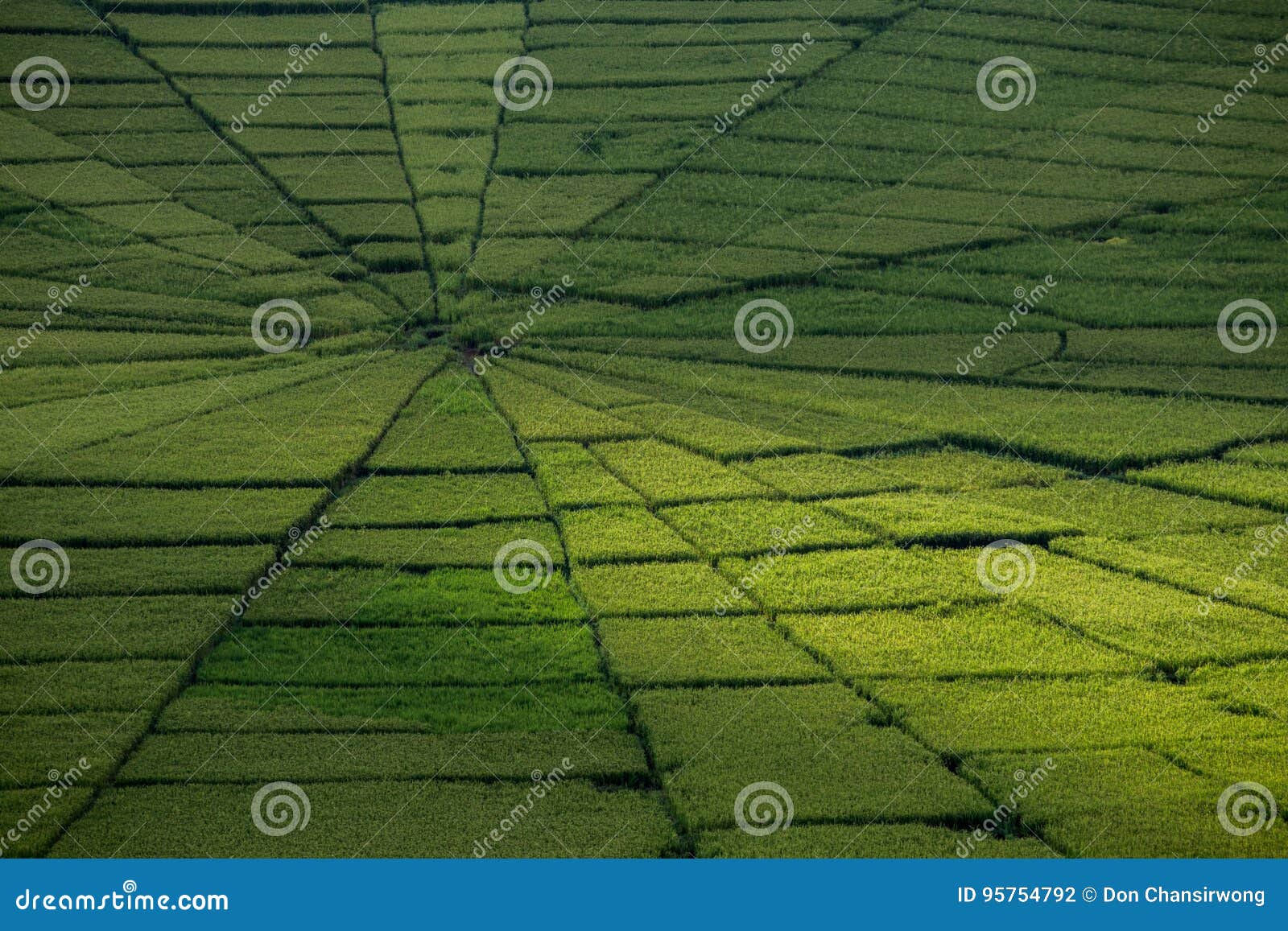 spider web rice field in ruteng.