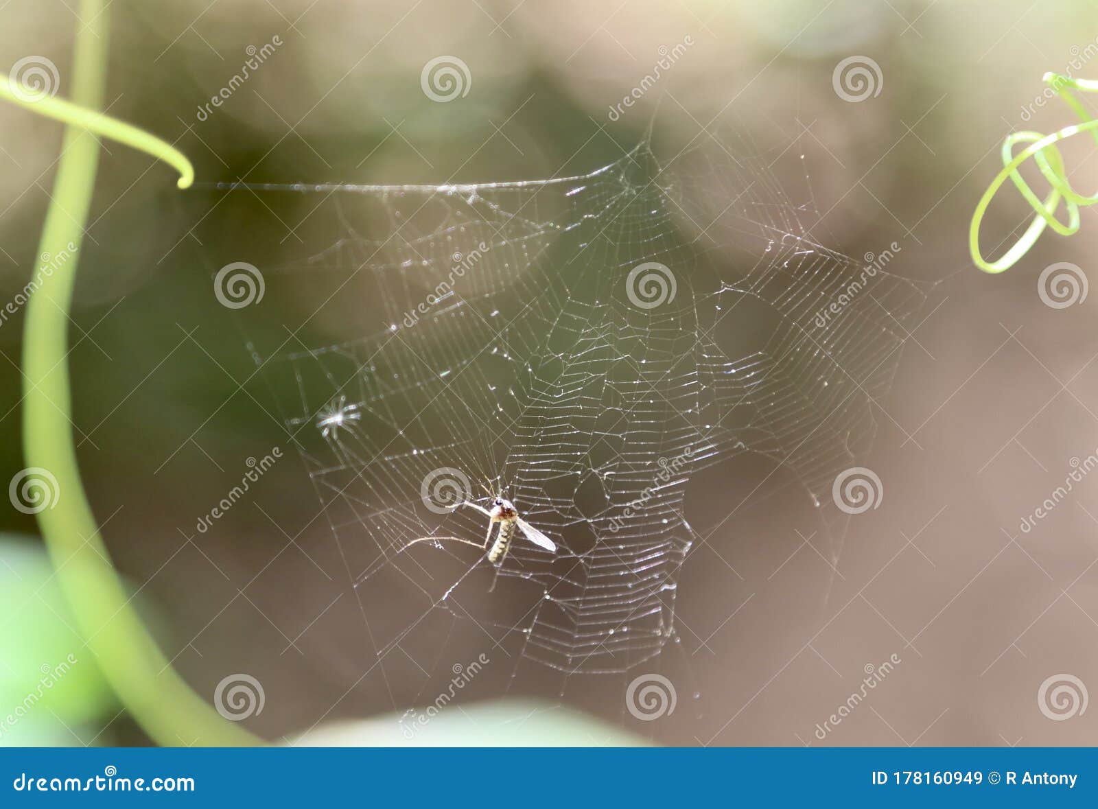 a closeup view of spider web and a mosquito in th web