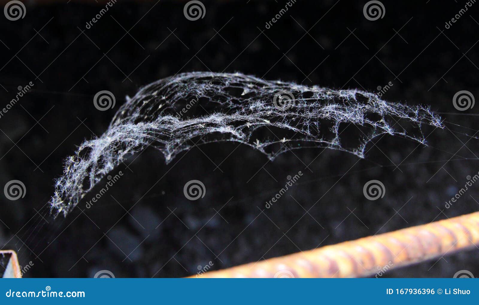 Spider  Swinging in the Wind Stock Photo Image of sideward, spider