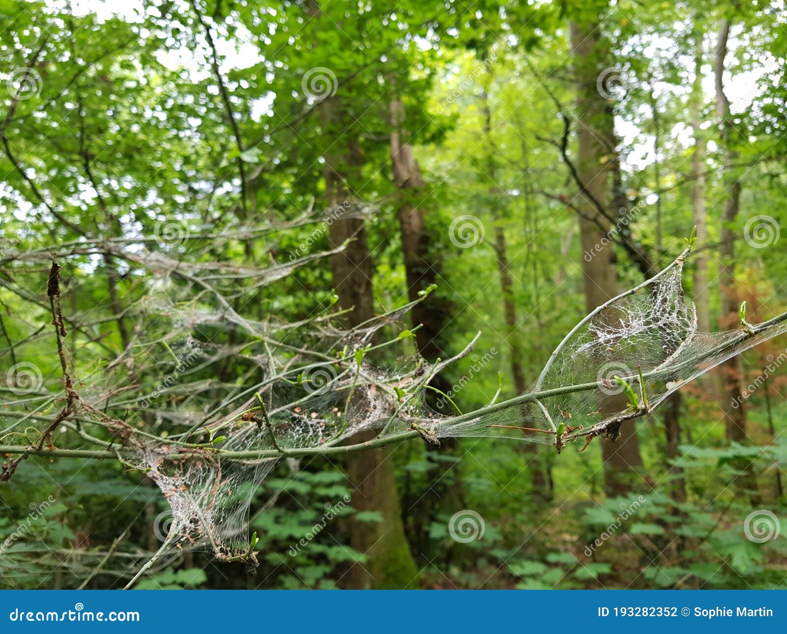 Spider web in tree stock photo. Image of garden, green - 193282352