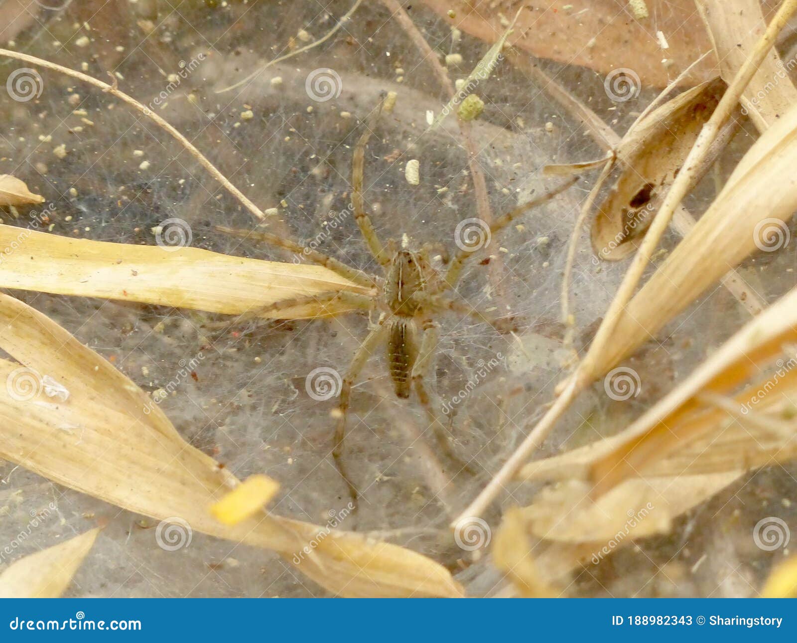 Spider on the  and Waits for Prey Stock Image Image of animal