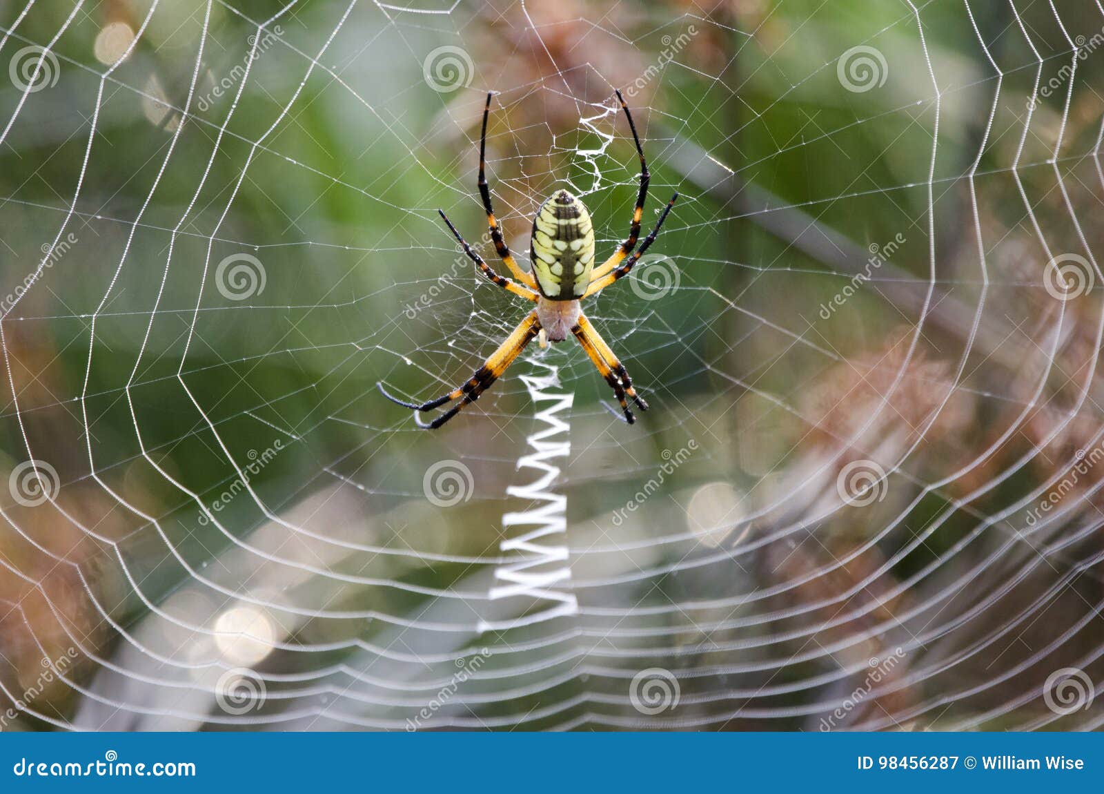 This beautiful garden spider, or zipper spider, or writing spider