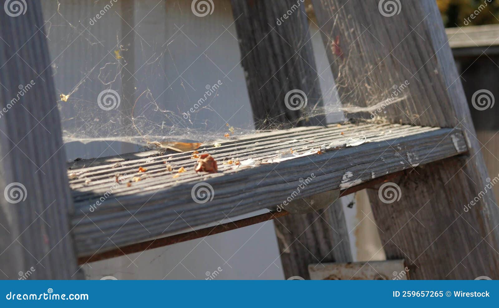 Spider s on a Wooden Ladder Blowing Stock Video Video of wooden