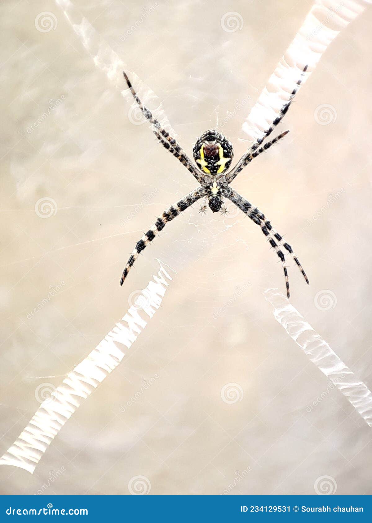 Spider, Wierd Spider, , Dangerous, Insects Stock Image Image of