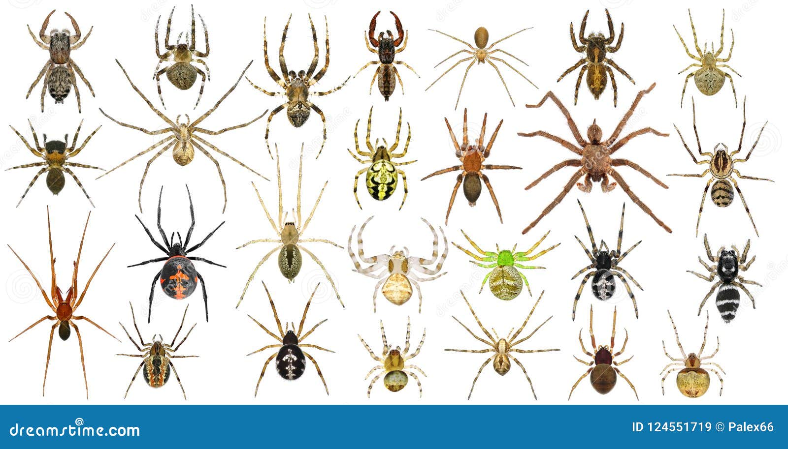 Spider Identification Chart