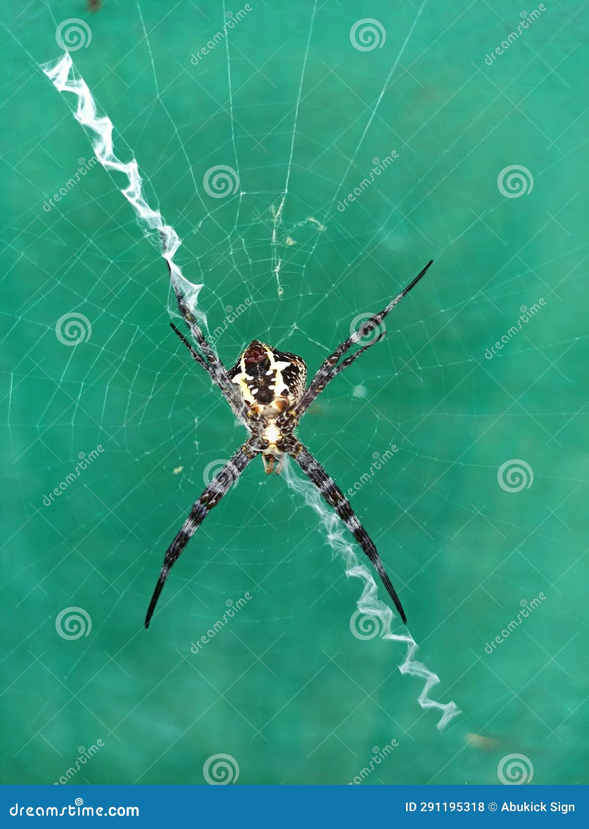 Spiders are Guarding Their Nests Stock Photo - Image of water, spider