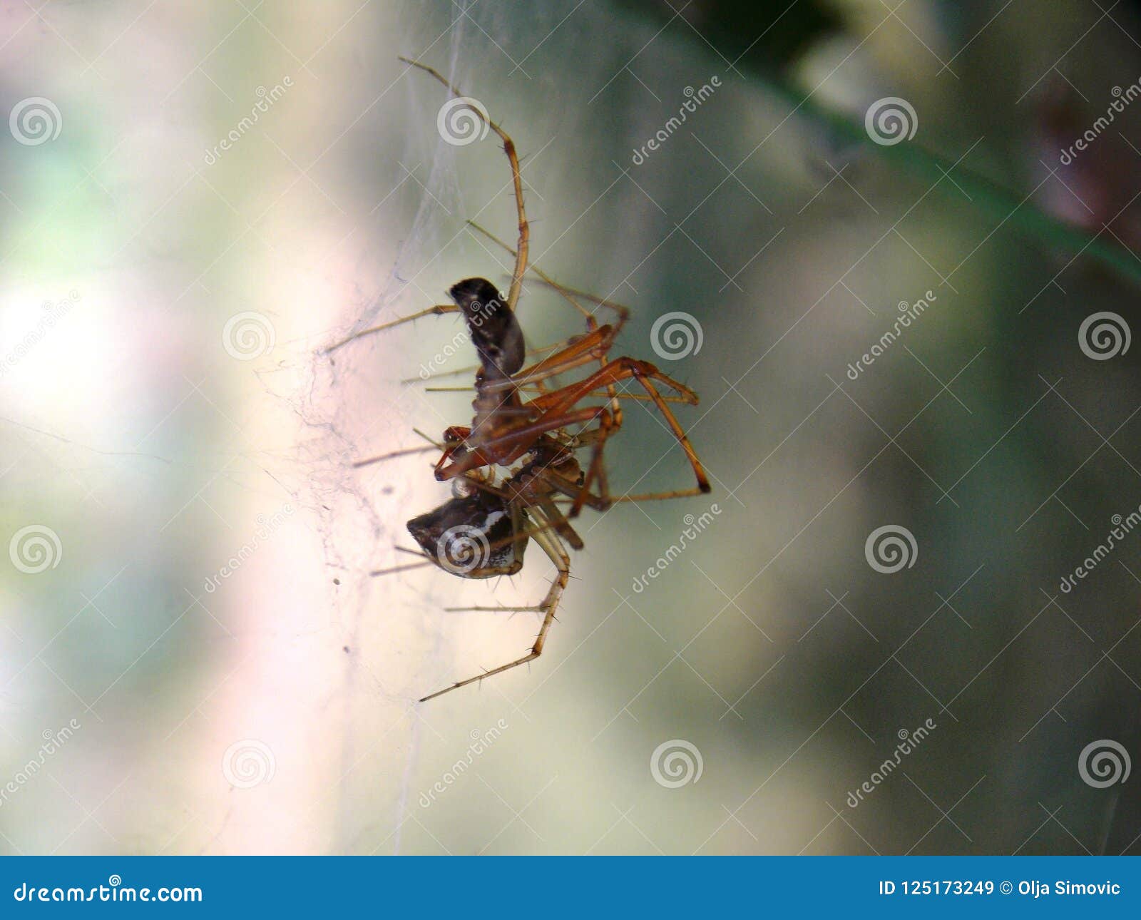 Spiders in love stock image. Image of spiders, animal 125173249