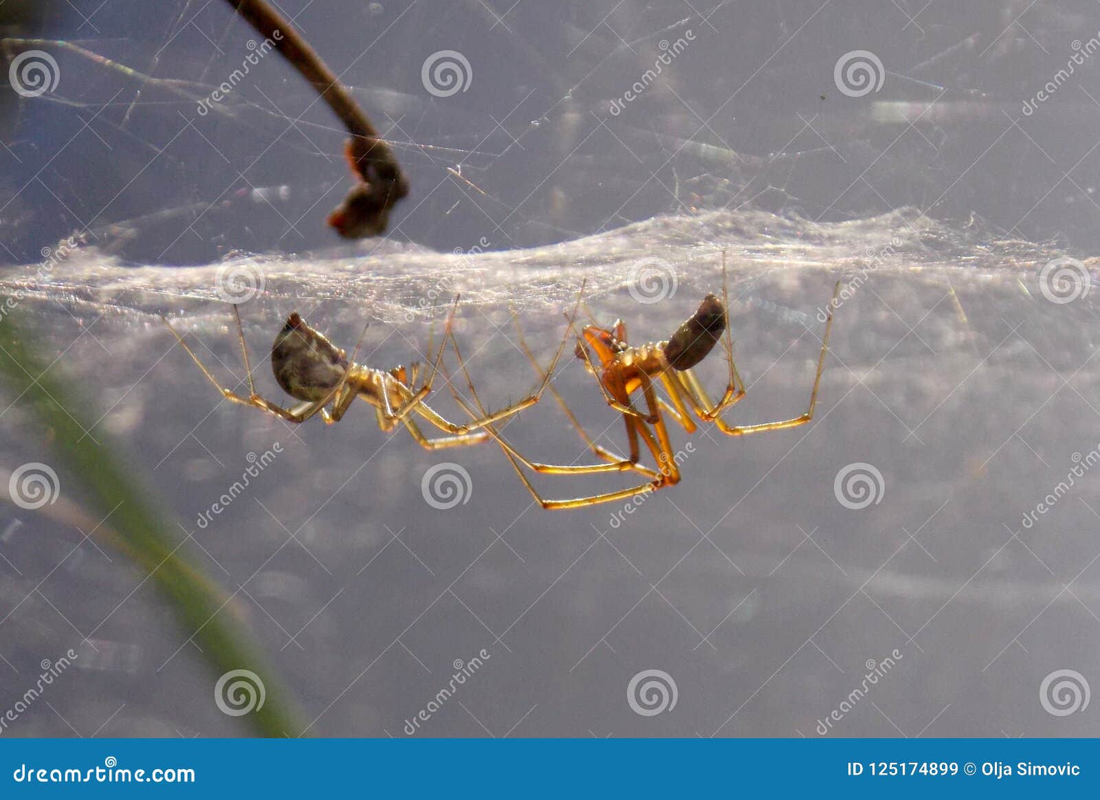 Spiders in love stock image. Image of small, spider 125174899
