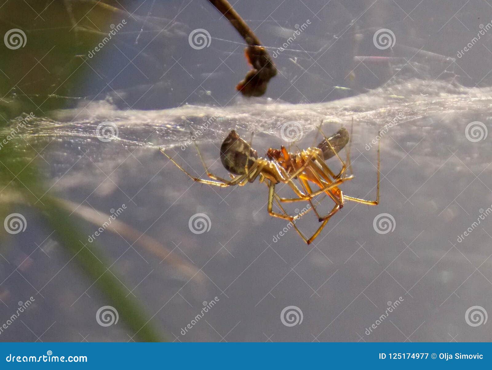 Spiders in love stock image. Image of animal, spiders 125174977