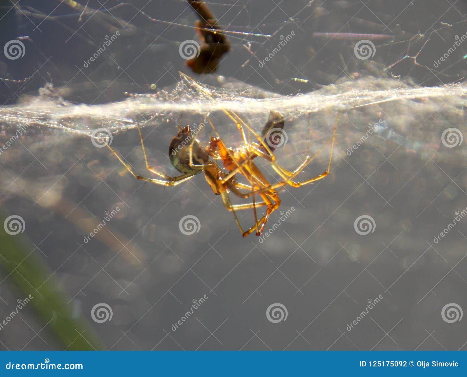 Spiders in love stock photo. Image of spiderweb, animal 125175092
