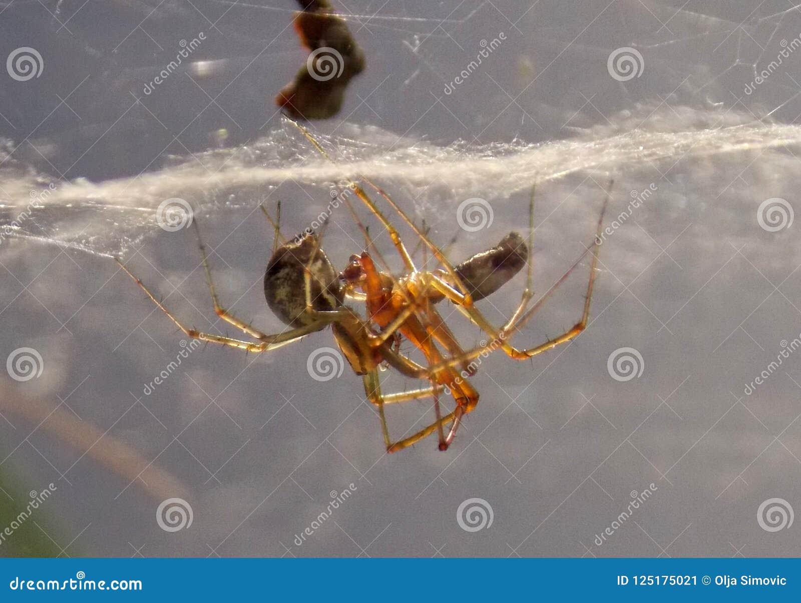 Spiders in love stock image. Image of plant, spiderweb 125175021