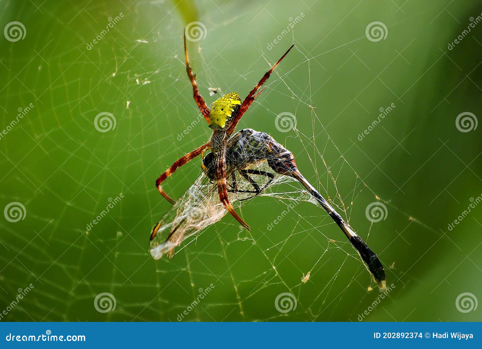 Spider - Webs, Silk, Predators