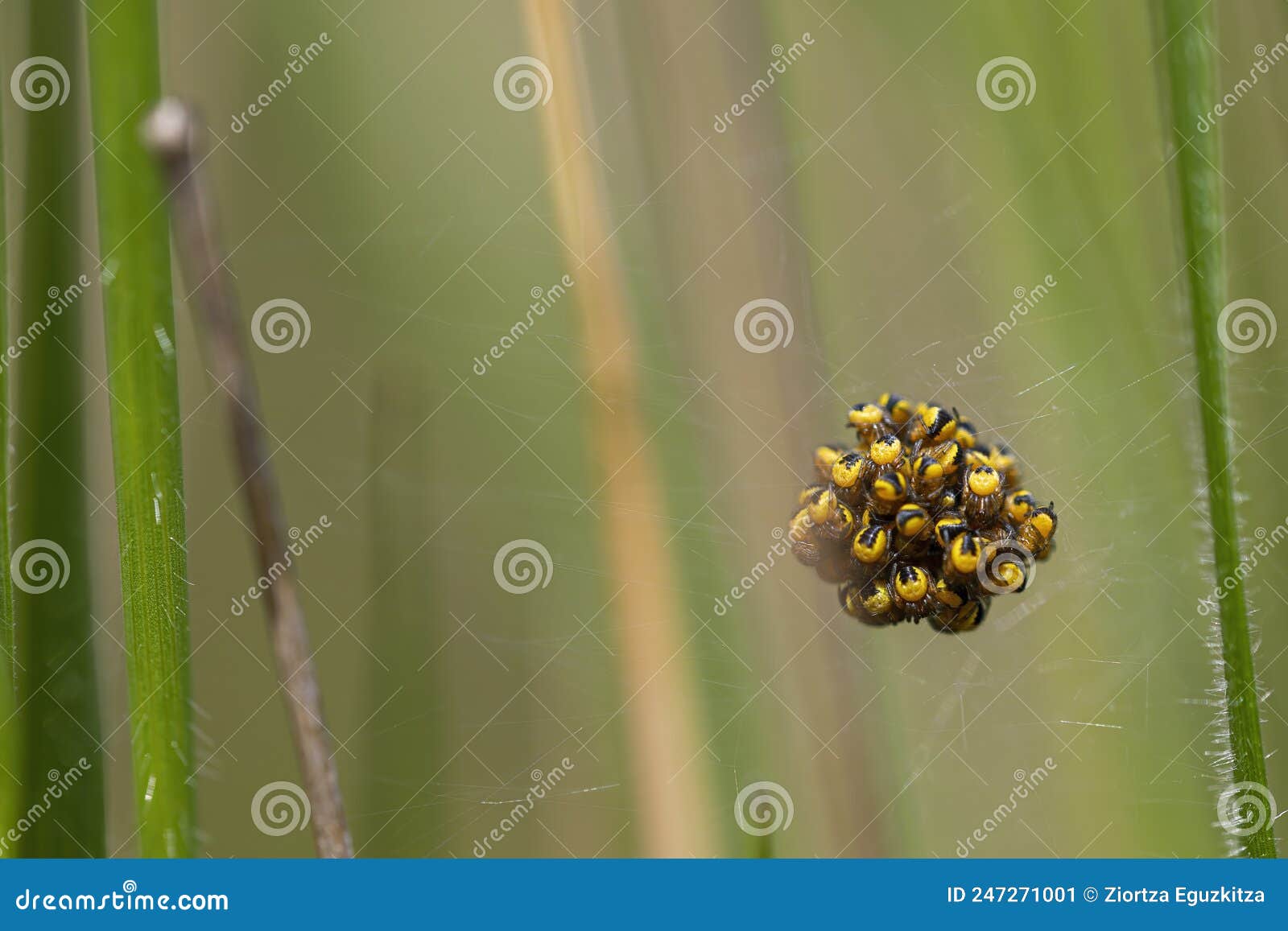 Spiders of the Species Araneus Diadematus in Their Web Together. Lots ...