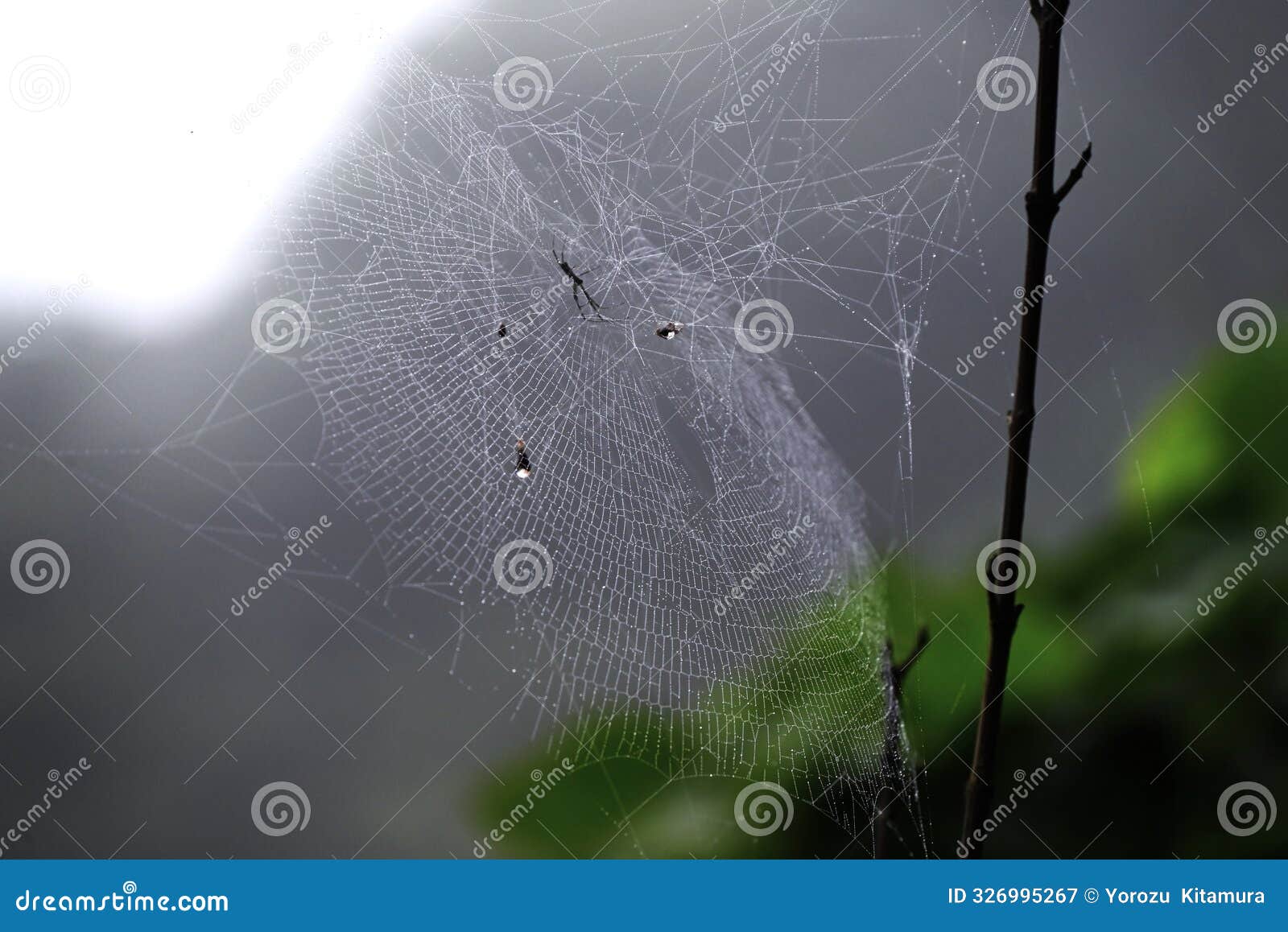 spiders and spider webs.