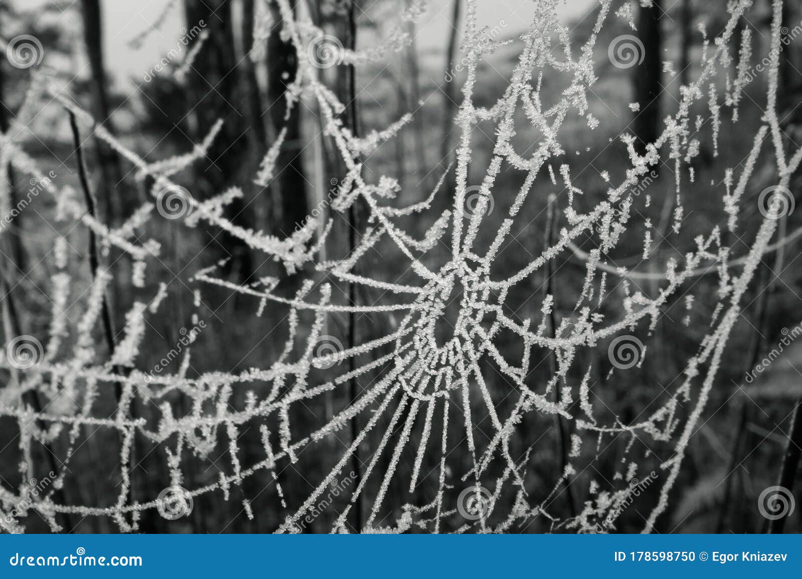 spiderweb covered in frost
