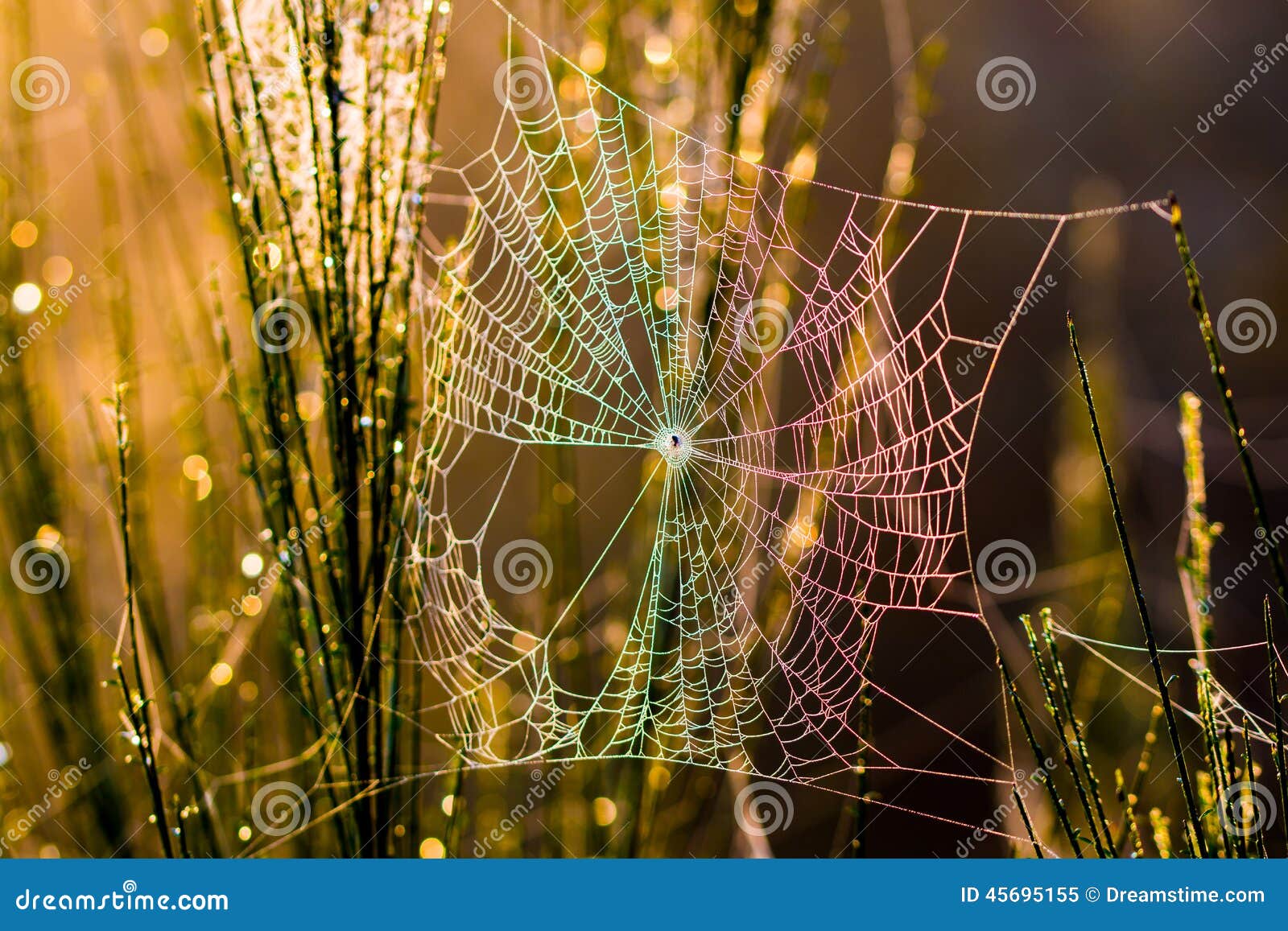 Spiderweb в древесинах