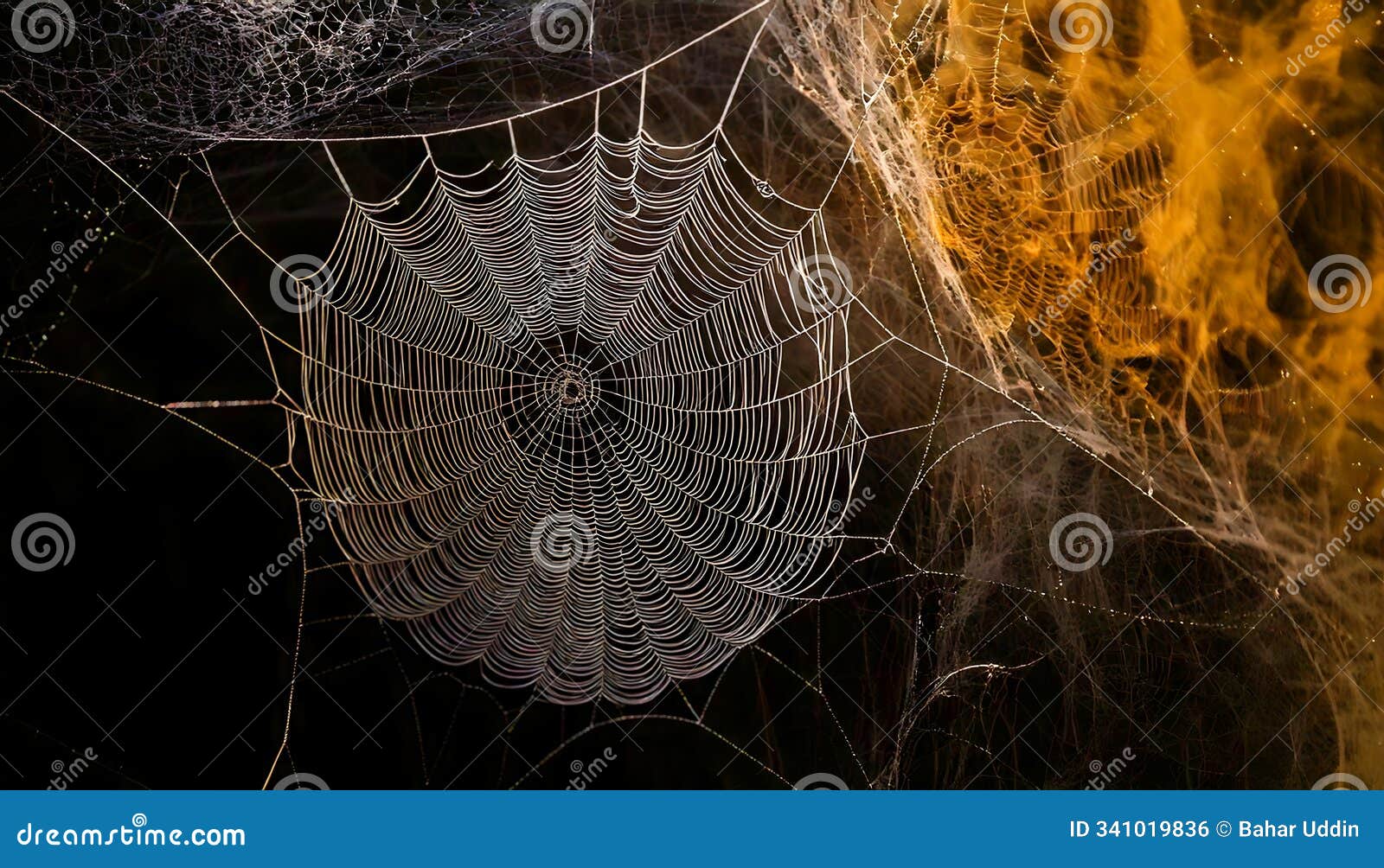 spiderwebs on contrasting backgrounds with intricate, delicate patterns