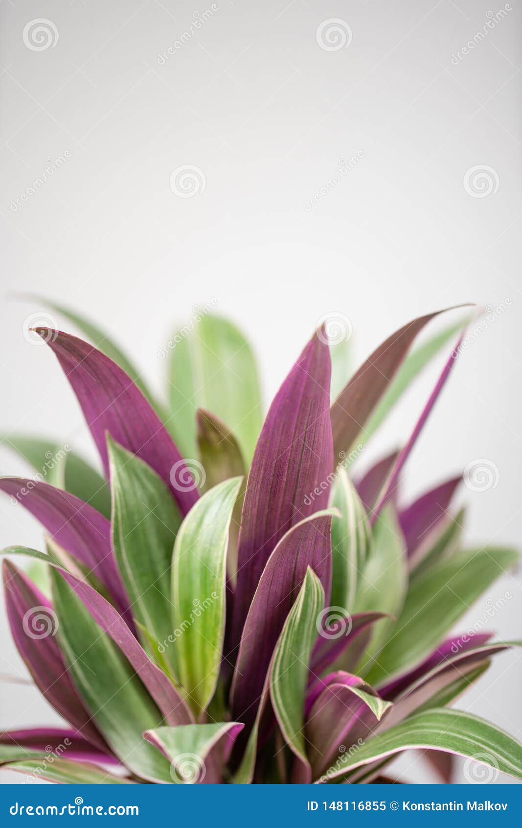 Spiderwort Plants, Tradescantia. Stylish Green Plant in Ceramic Pots on  Wooden Vintage Stand on Background of Gray Wall Stock Image - Image of  houseplant, jungle: 148116855