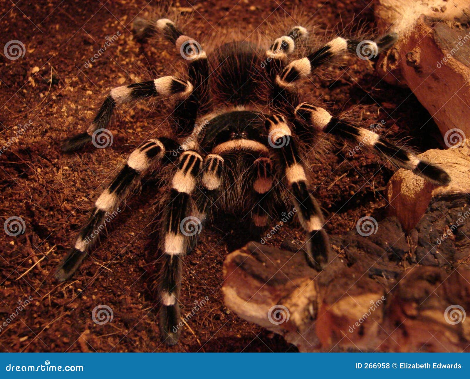Spidey stock photo. Image of pets, spider, acanthoscurria - 266958