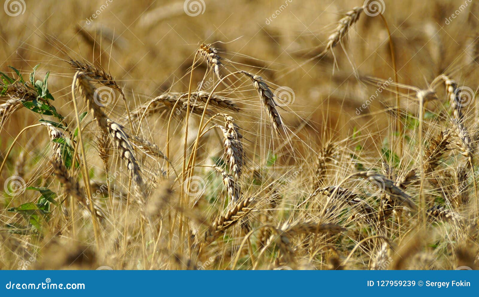 spikes of barley crops growing in the field stock image image of growing barly