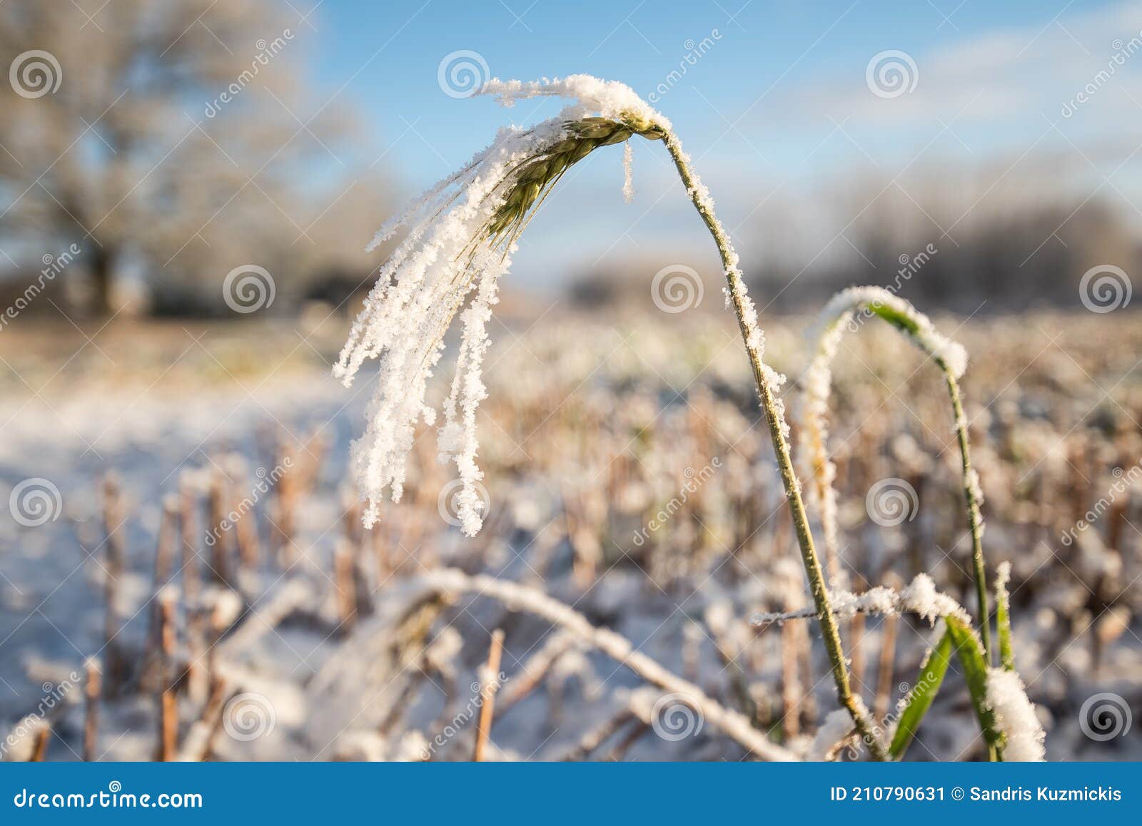 Spike of Cereal in the Frosty Day Stock Image - Image of light ...