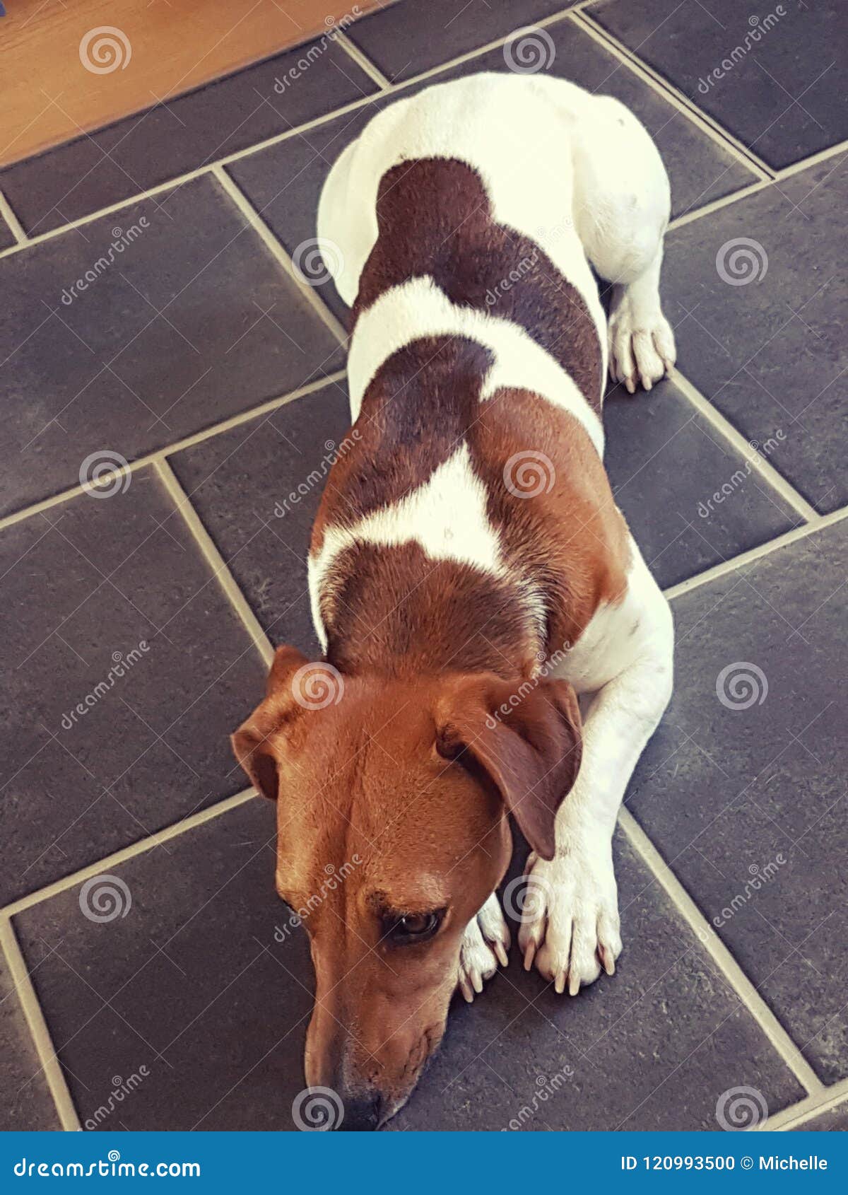Spike the dog stock photo. Image of hund, spike, leben 120993500