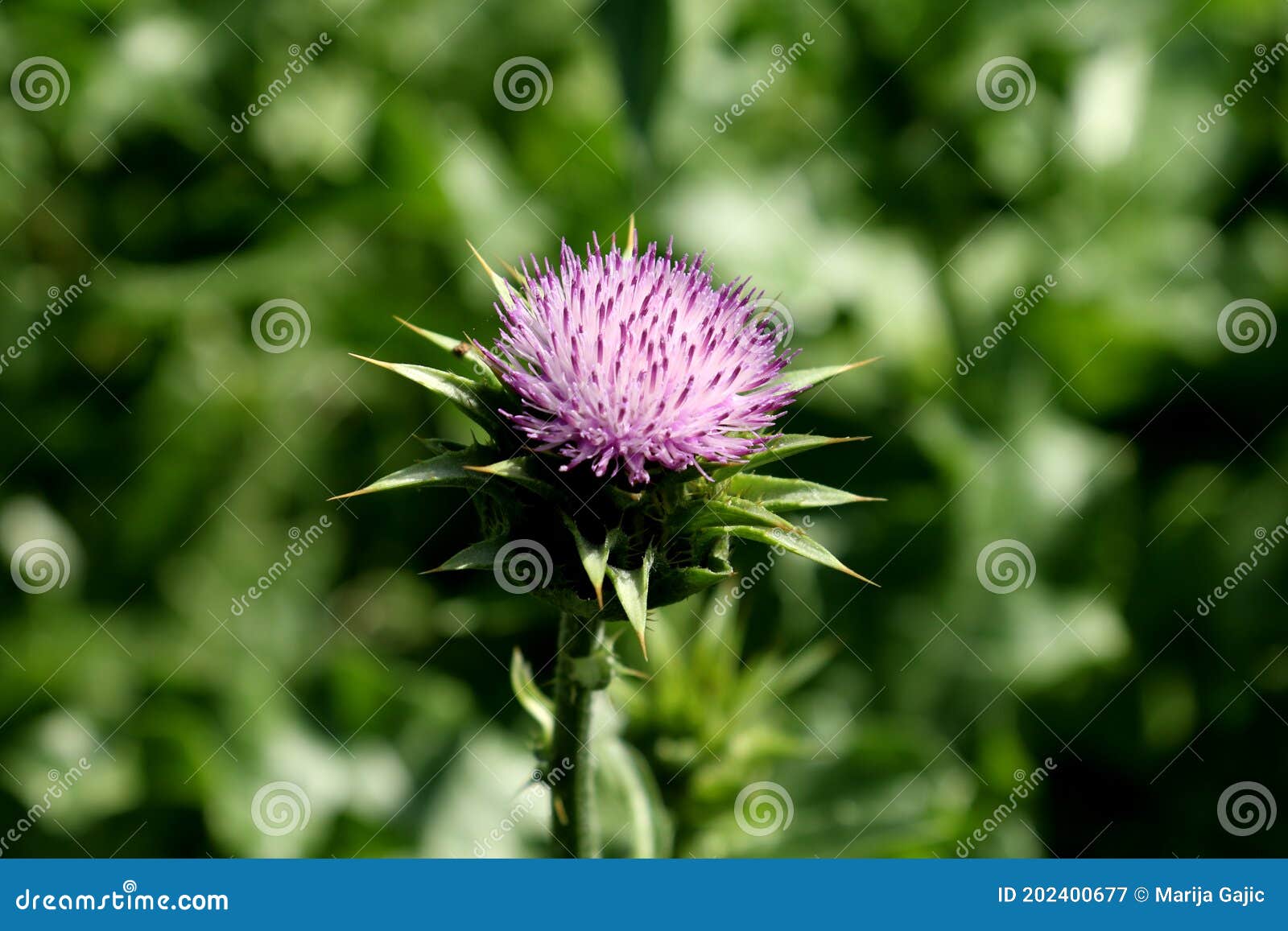 spike like the purple flower of the scotch thistle