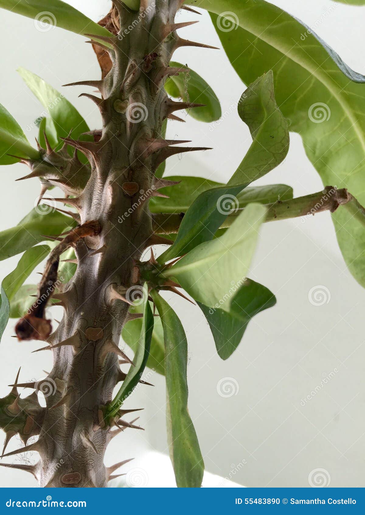 Spike plant stock photo. Image of spike, spikes, home 55483890