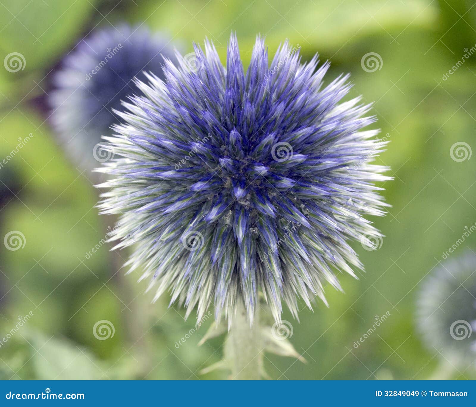 Spiked Flower stock image. Image of nature, thistle, flower 32849049