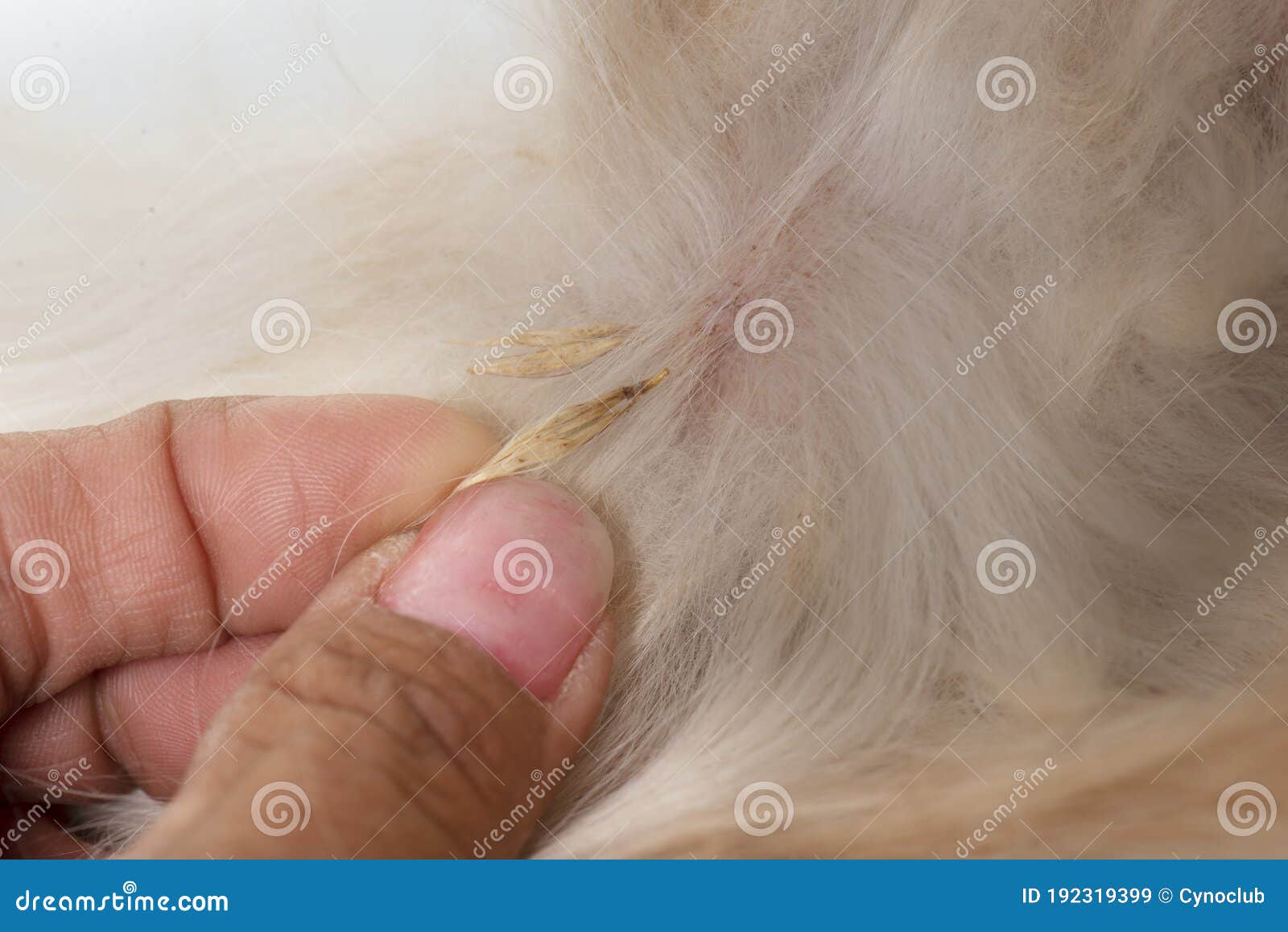 Spikelet on dog stock image. Image of studio, furuncle 192319399