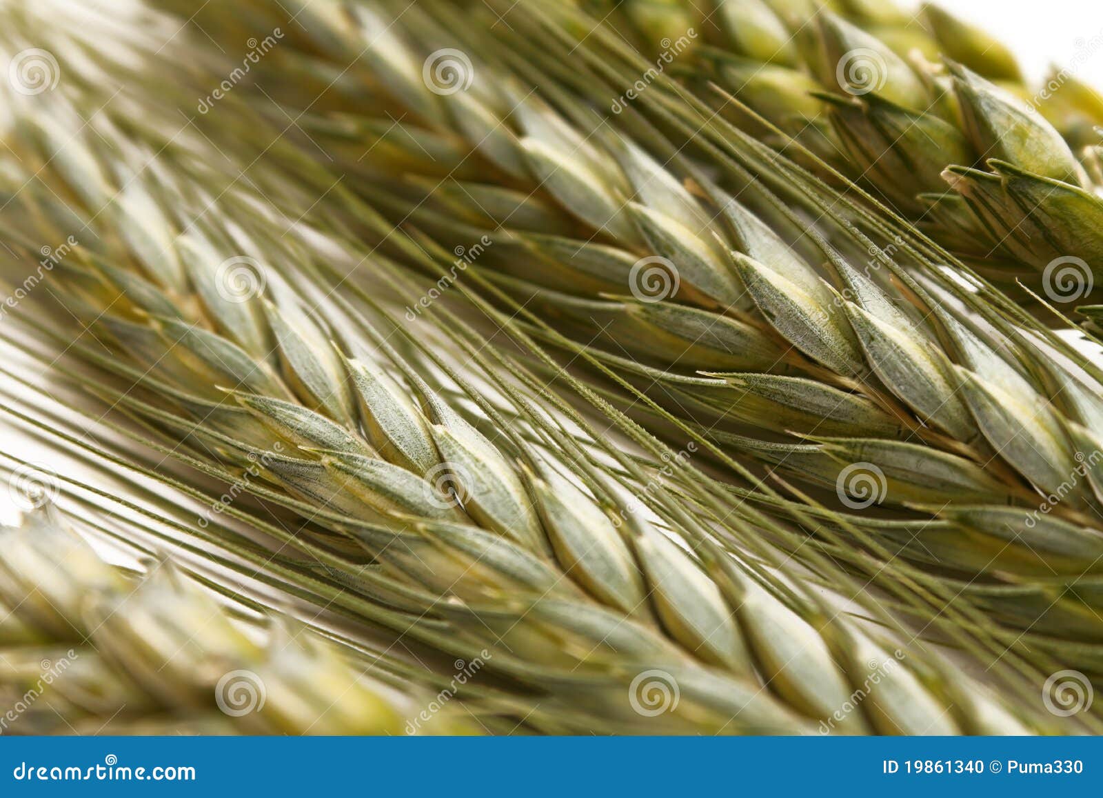 spikes of green wheat