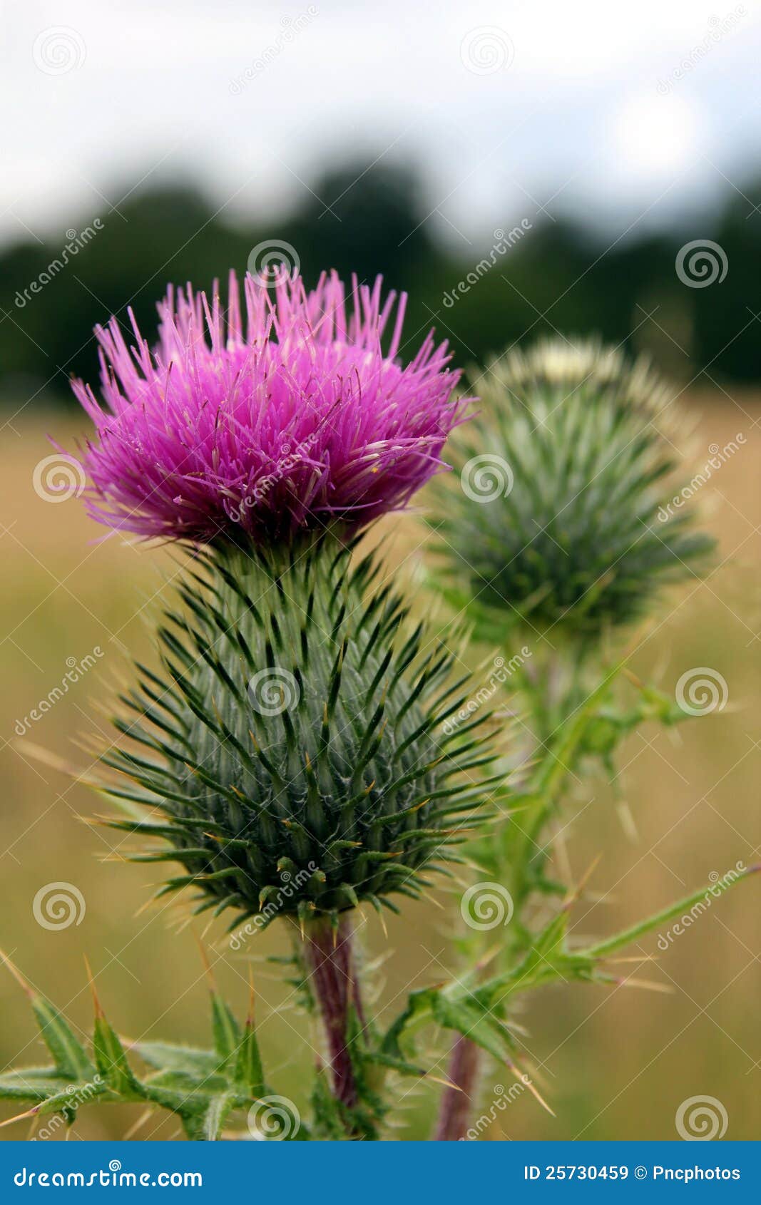 Spikey. Una pianta del cardo selvatico in fiore. chiuda in su contro una priorità bassa vaga.