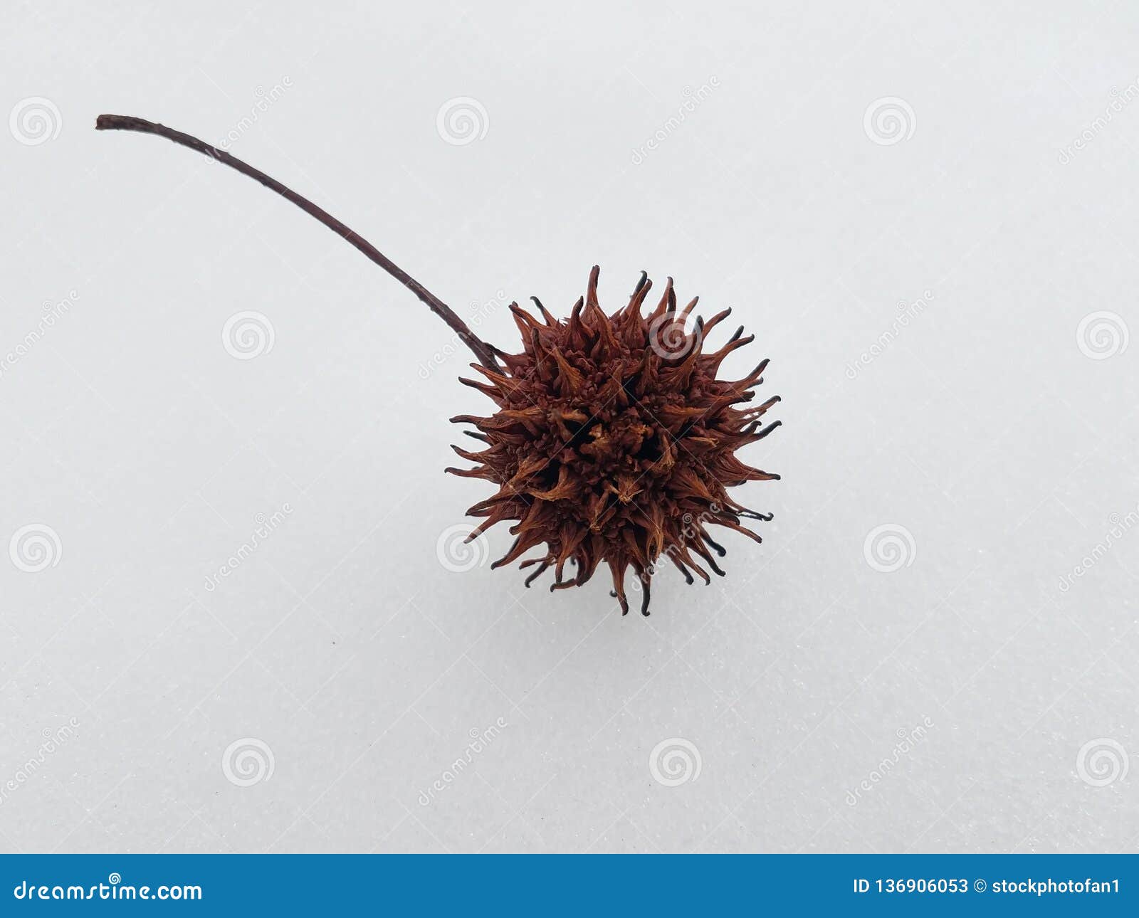 Spikey Gum Tree Ball On White Snow Stock Image Image Of Snow Ball 136906053