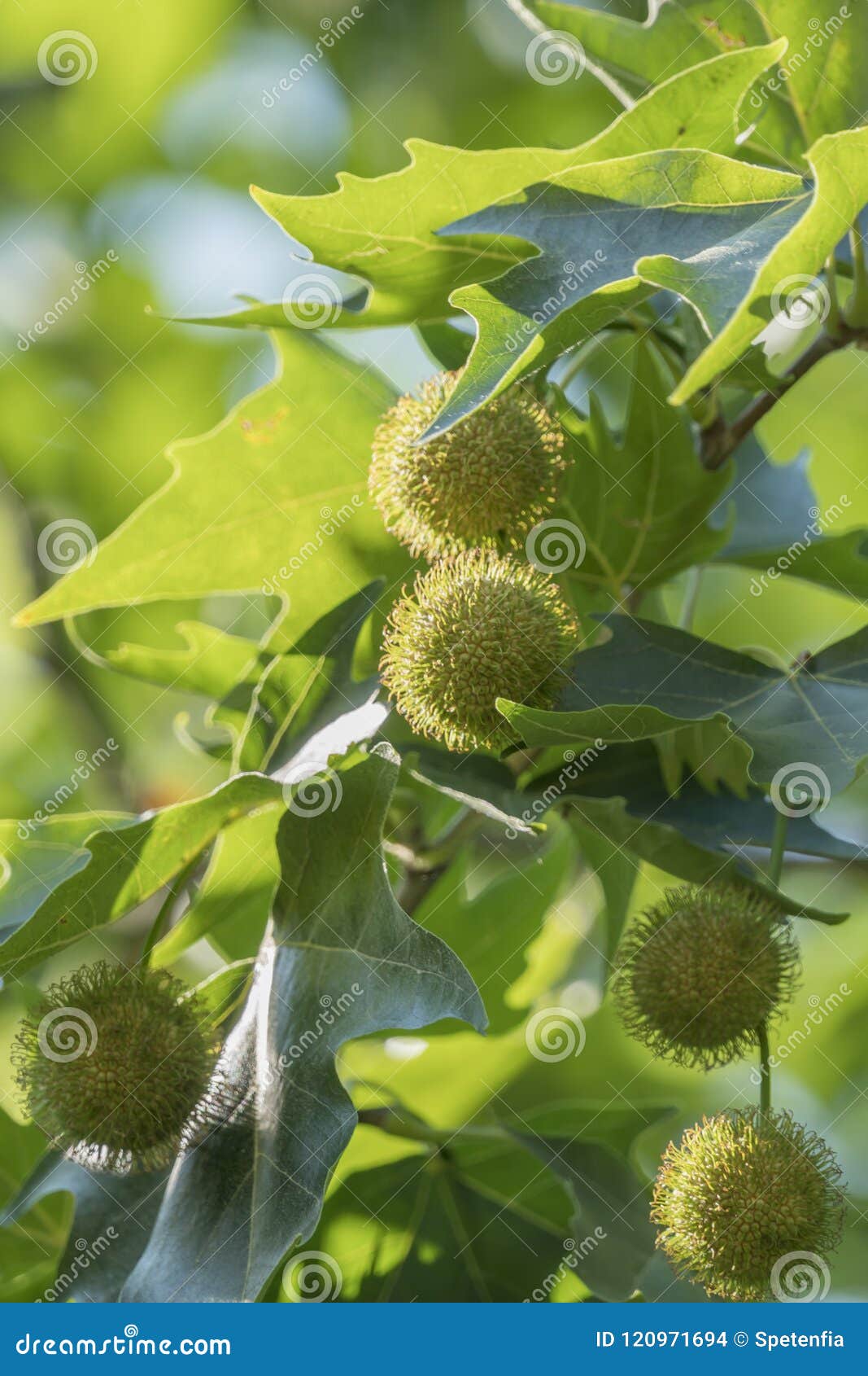 Oak Tree With Spiky Balls Pretty Great Podcast Diaporama 