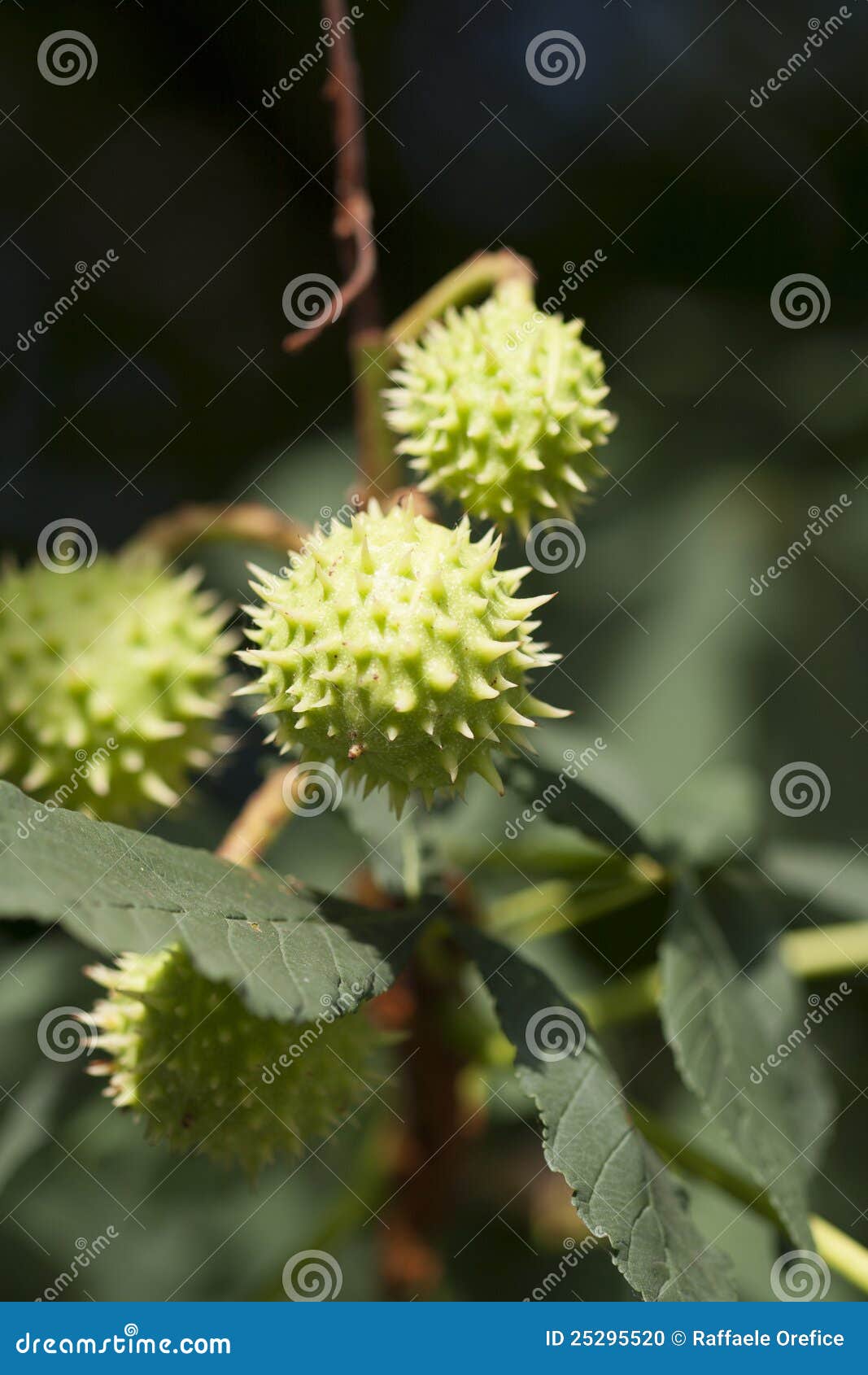 spiky green fruit on plant stock photo. image of foliage - 25295520