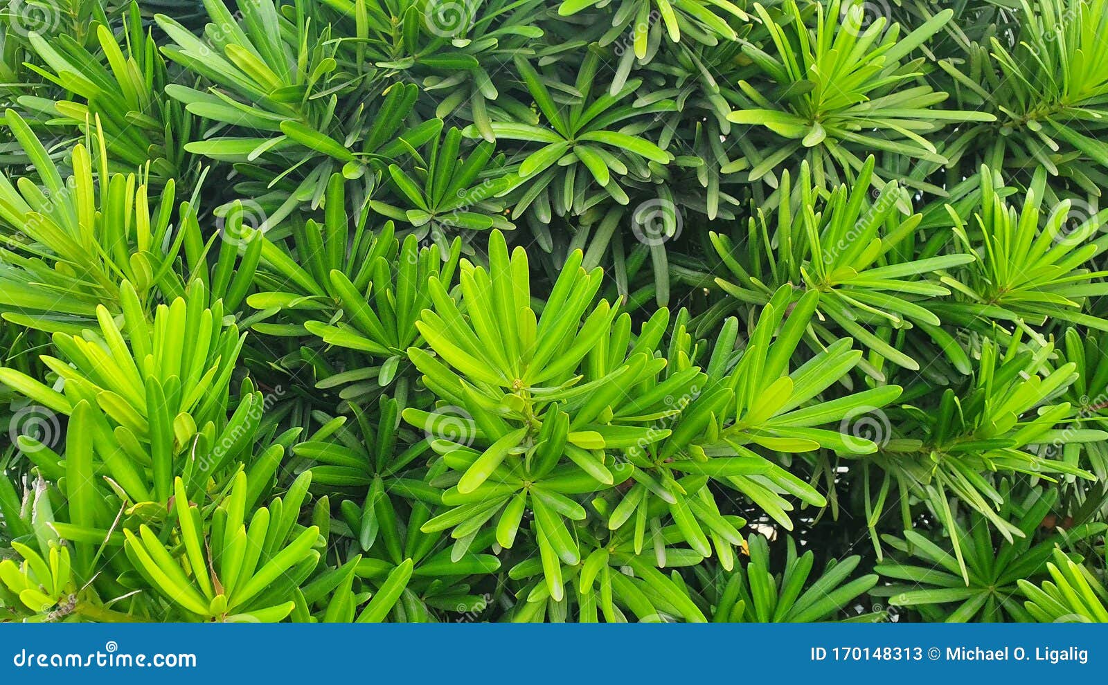 photo Spiky Leaf Plant https www dreamstime com spiky green leaves tropical garden plant image170148313