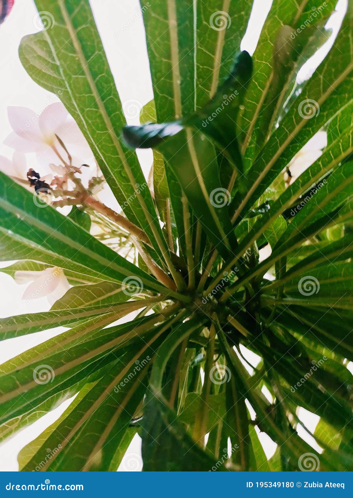Spiky Leaves White Flowers stock photo. Image of shrub 195349180