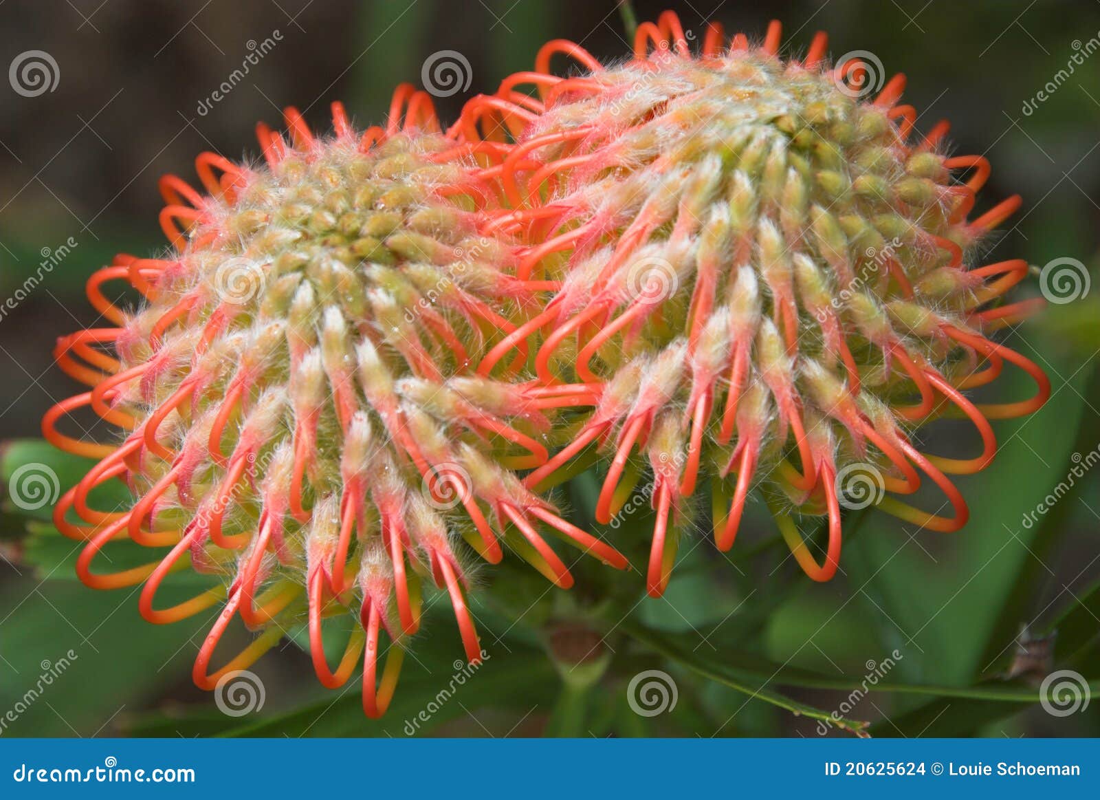 spiky orange flowers