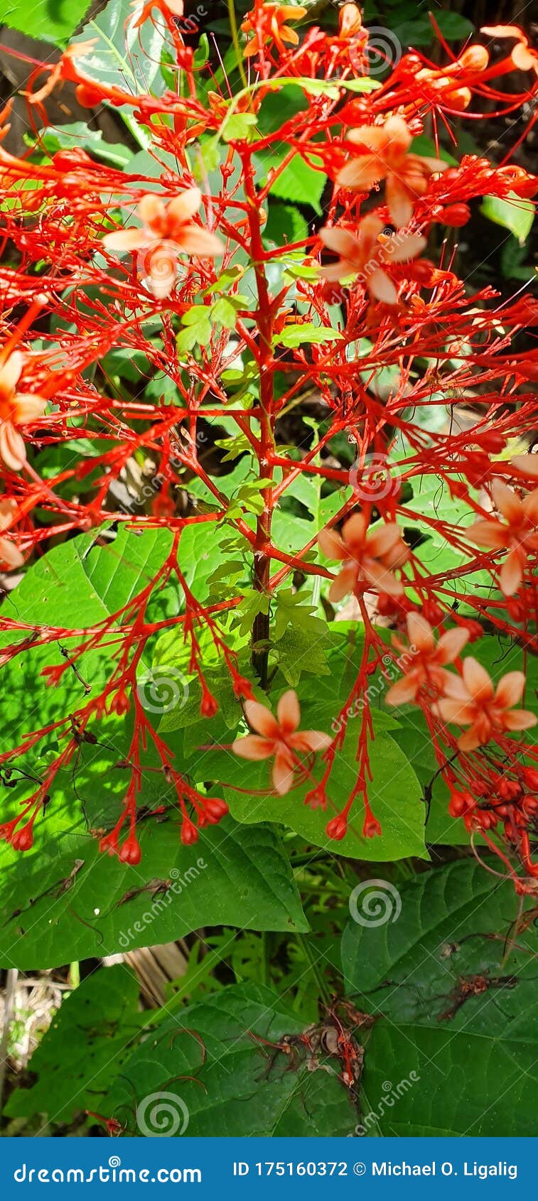 Spiky Red Philippine Flower Stock Photo Image of botany, flower