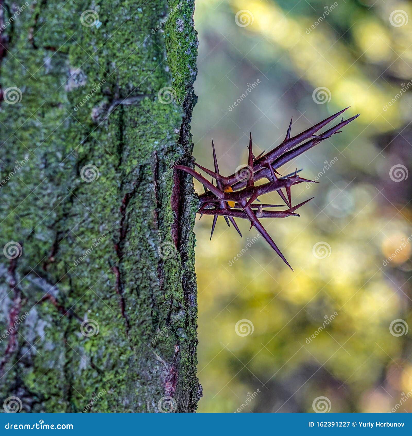 Collection 95+ Images tree with thorns on trunk and branches Updated